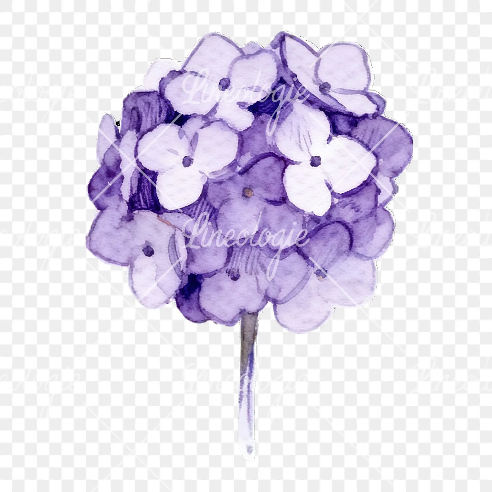 Watercolor single stem hydrangea clipart 3 of 9 on a transparent background (PNG)