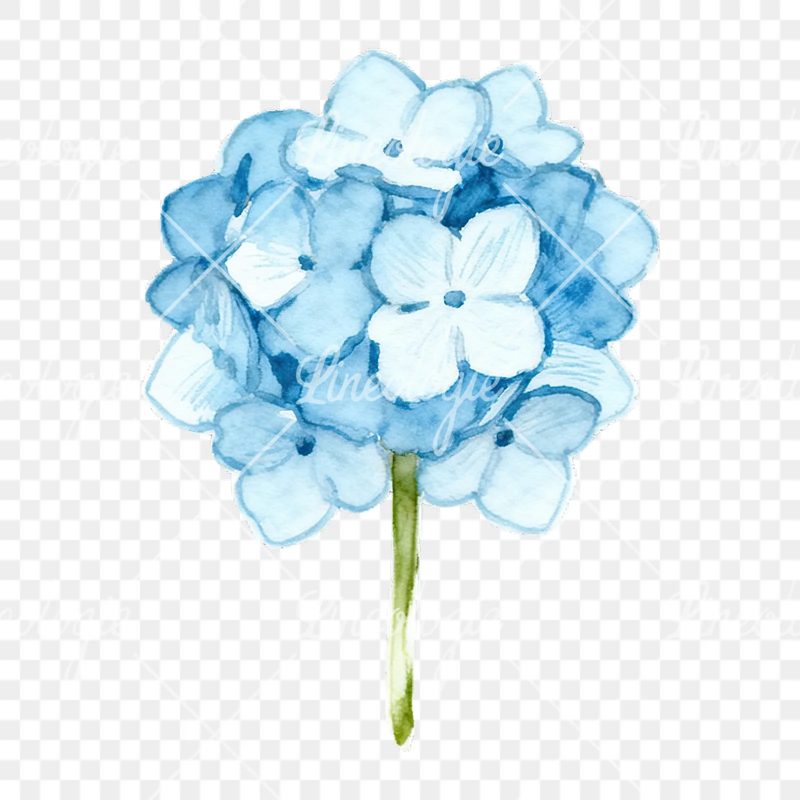 Watercolor single stem hydrangea clipart 5 of 9 on a transparent background (PNG)