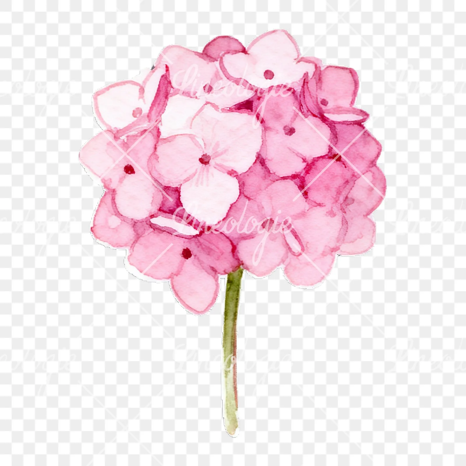 Watercolor single stem hydrangea clipart 7 of 9 on a transparent background (PNG)