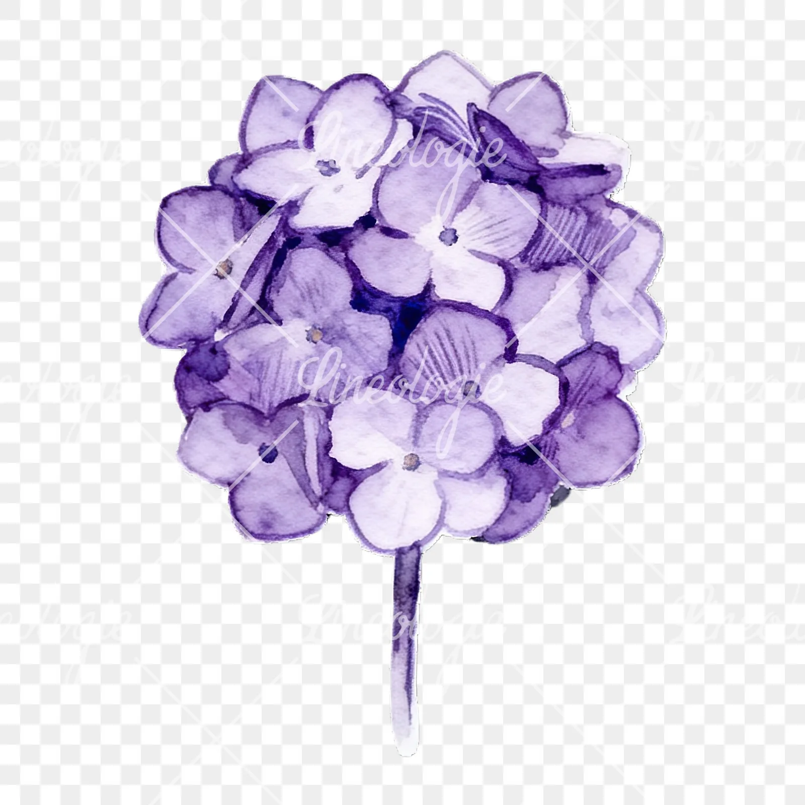 Watercolor single stem hydrangea clipart 9 of 9 on a transparent background (PNG)