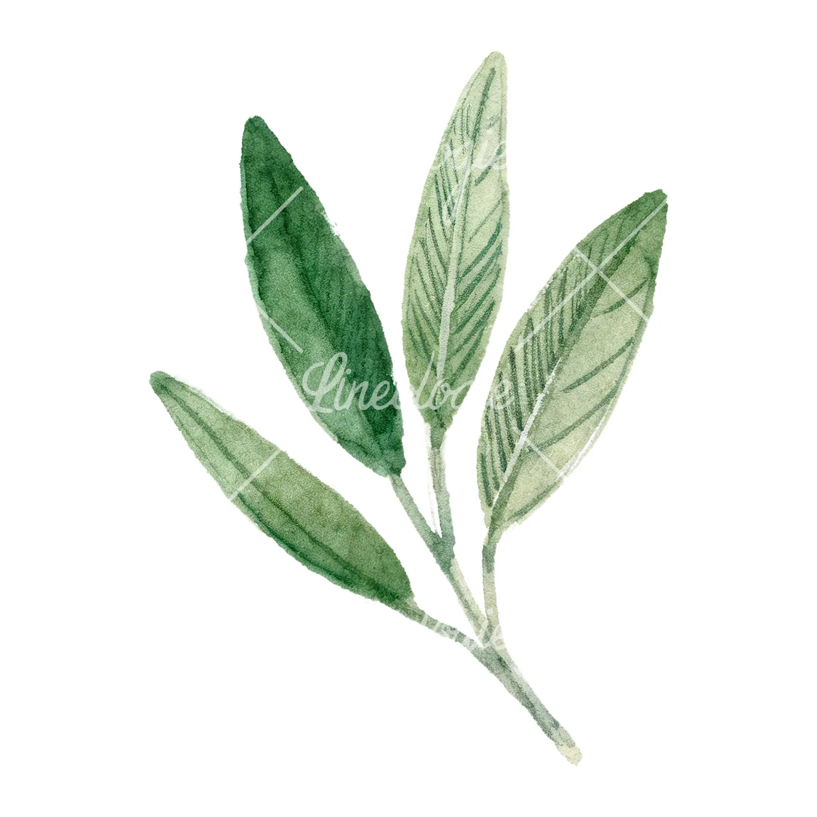 Watercolor dark green laurel leaves branch clipart 1 of 9 on a white background (JPG)