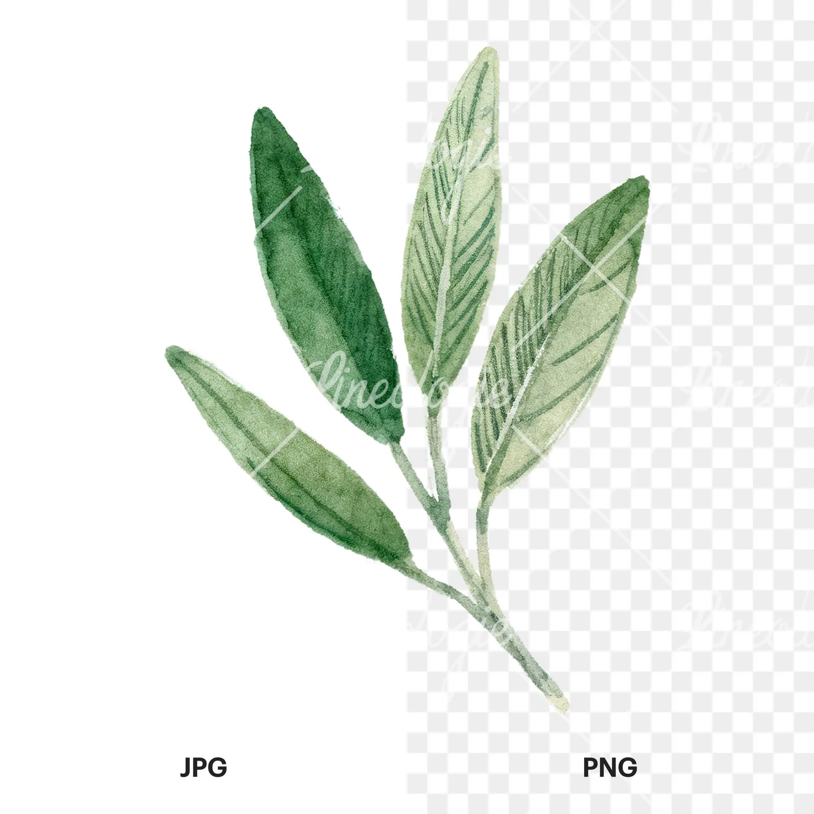 Watercolor dark green laurel leaves branch clipart 1 of 9, as a JPG on white and a transparent PNG