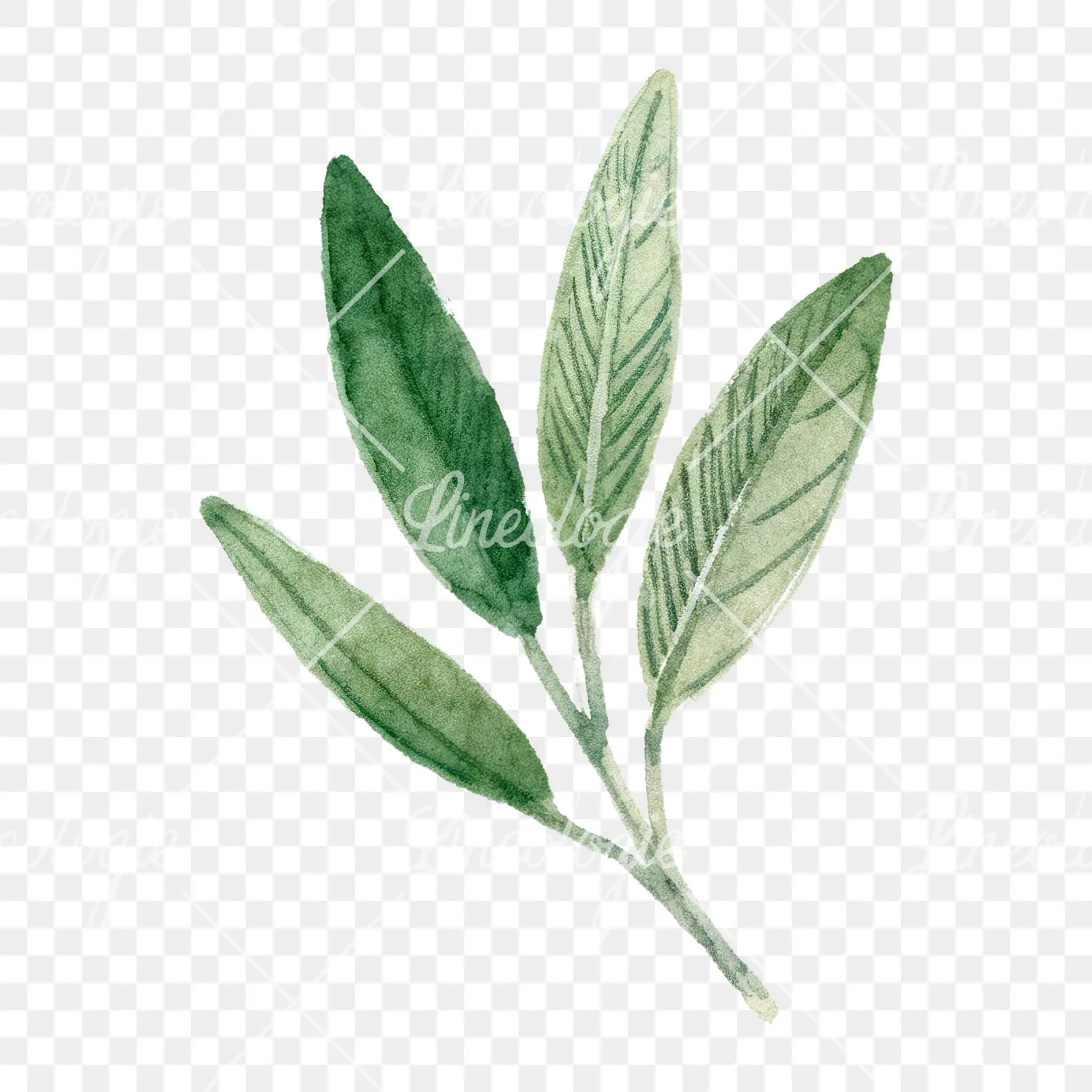 Watercolor dark green laurel leaves branch clipart 1 of 9 on a transparent background (PNG)