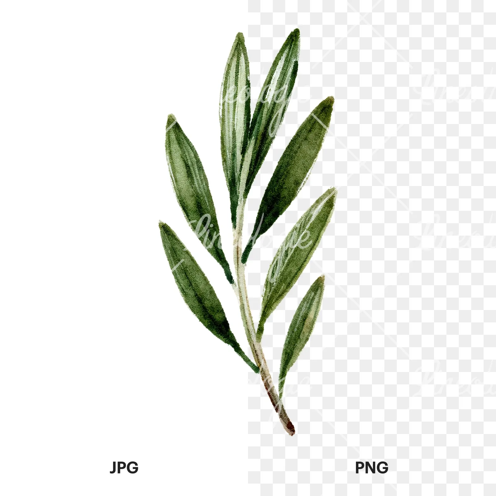 Watercolor dark green laurel leaves branch clipart 2 of 9, as a JPG on white and a transparent PNG