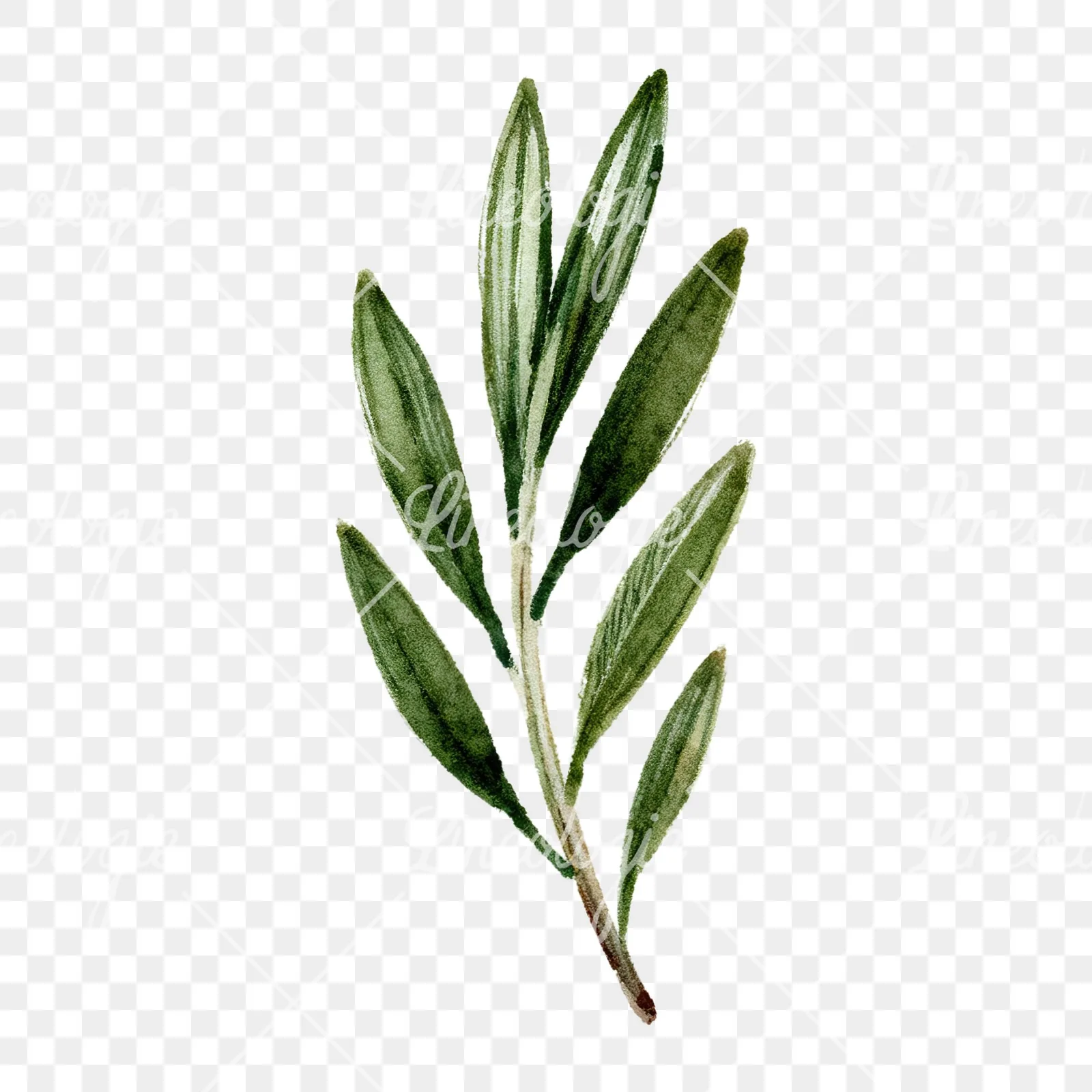Watercolor dark green laurel leaves branch clipart 2 of 9 on a transparent background (PNG)