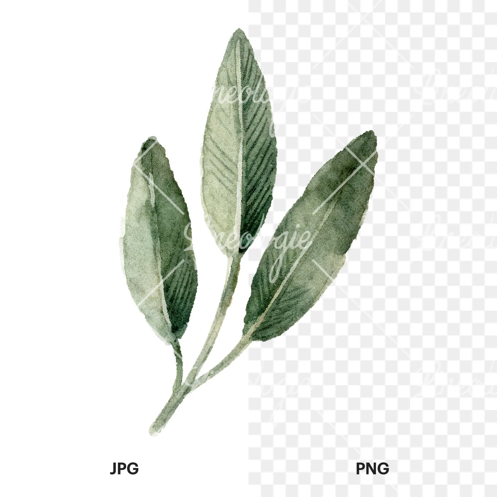 Watercolor dark green laurel leaves branch clipart 3 of 9, as a JPG on white and a transparent PNG