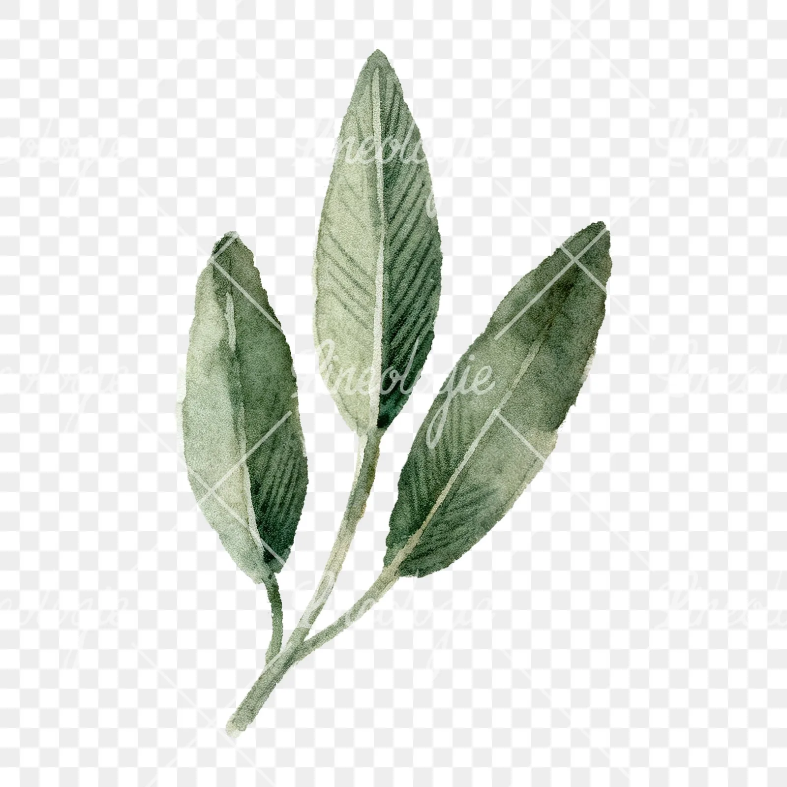 Watercolor dark green laurel leaves branch clipart 3 of 9 on a transparent background (PNG)