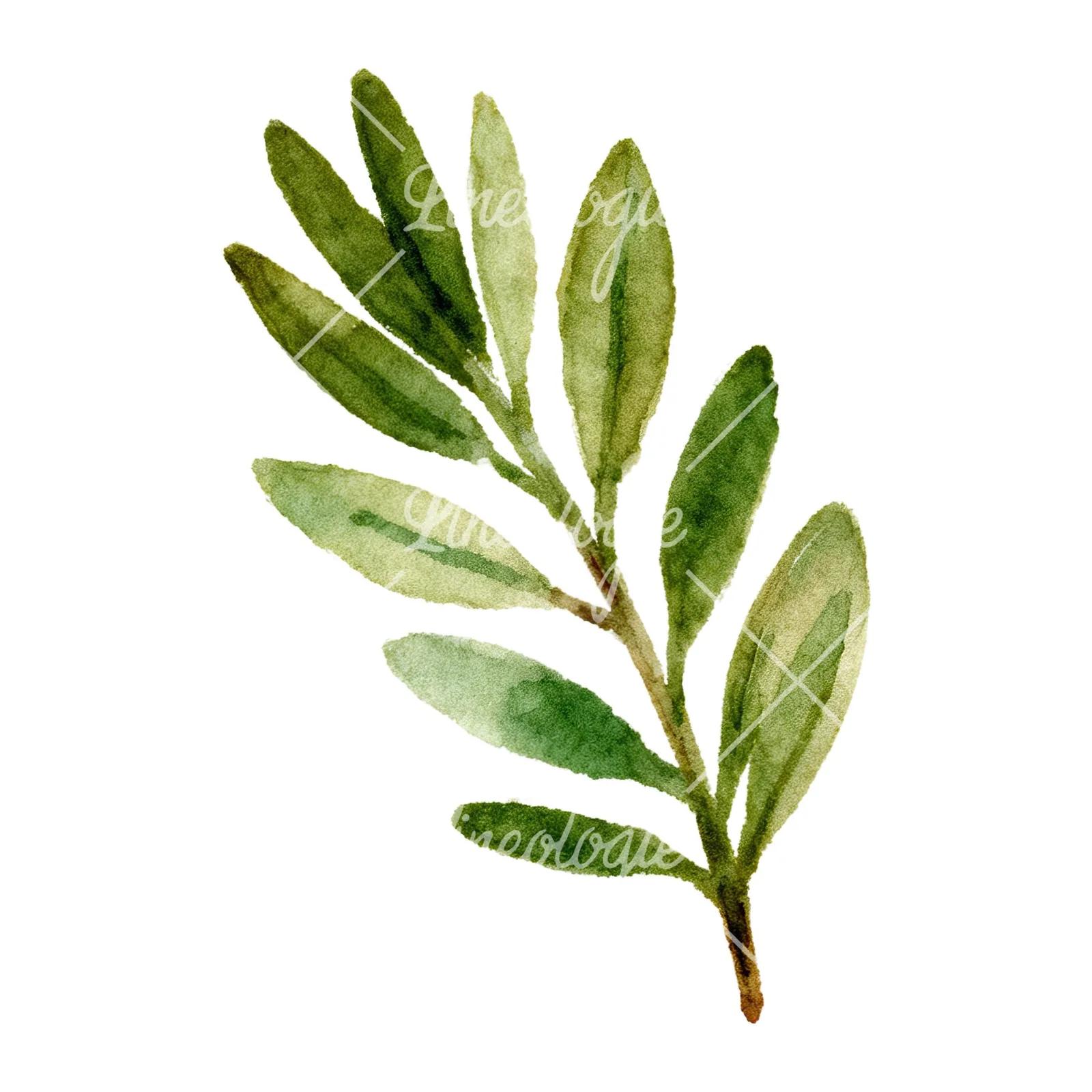 Watercolor dark green laurel leaves branch clipart 4 of 9 on a white background (JPG)