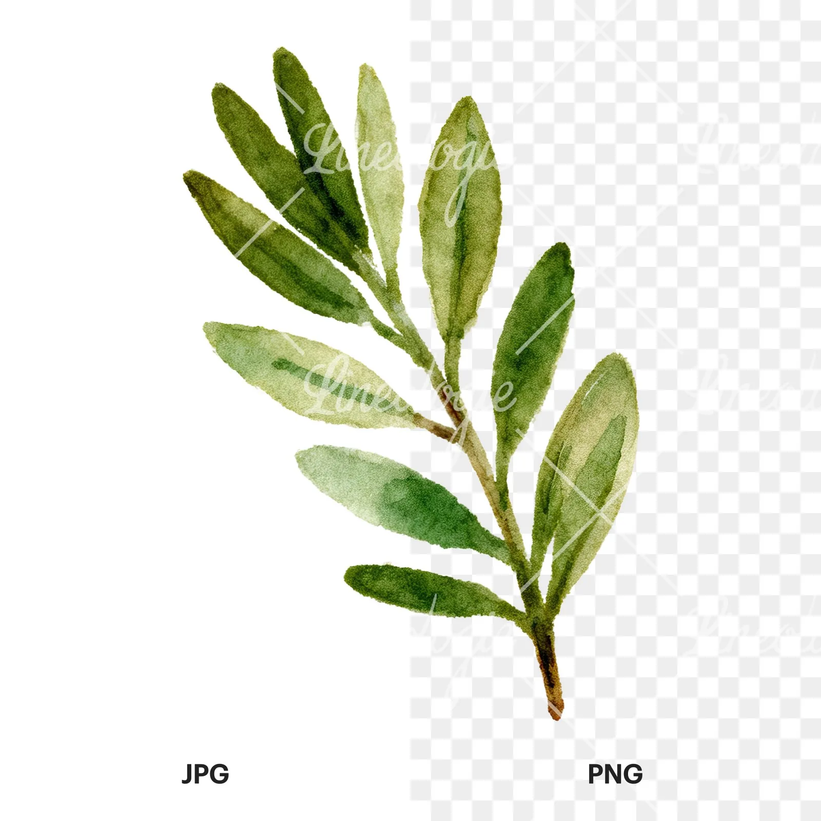 Watercolor dark green laurel leaves branch clipart 4 of 9, as a JPG on white and a transparent PNG