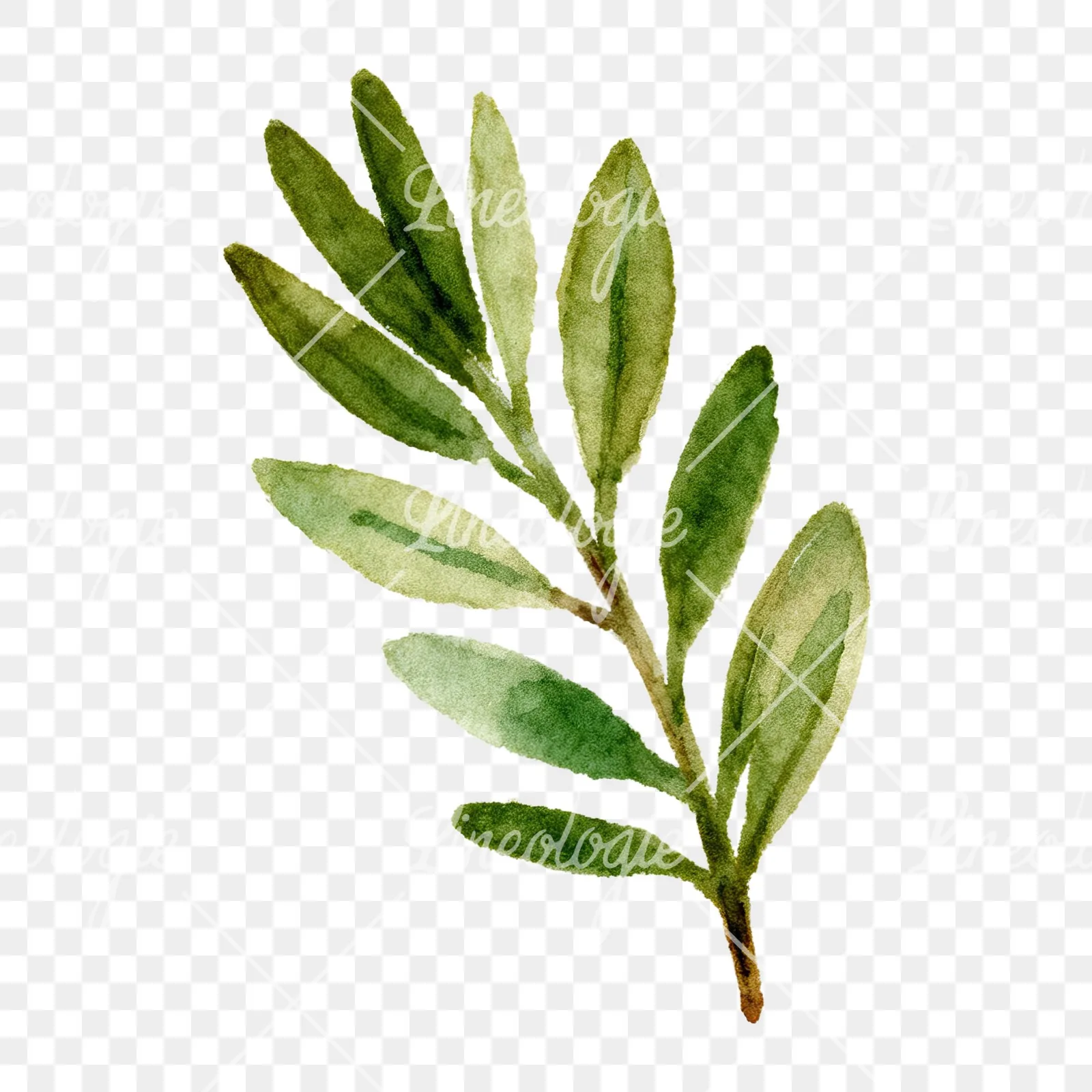 Watercolor dark green laurel leaves branch clipart 4 of 9 on a transparent background (PNG)