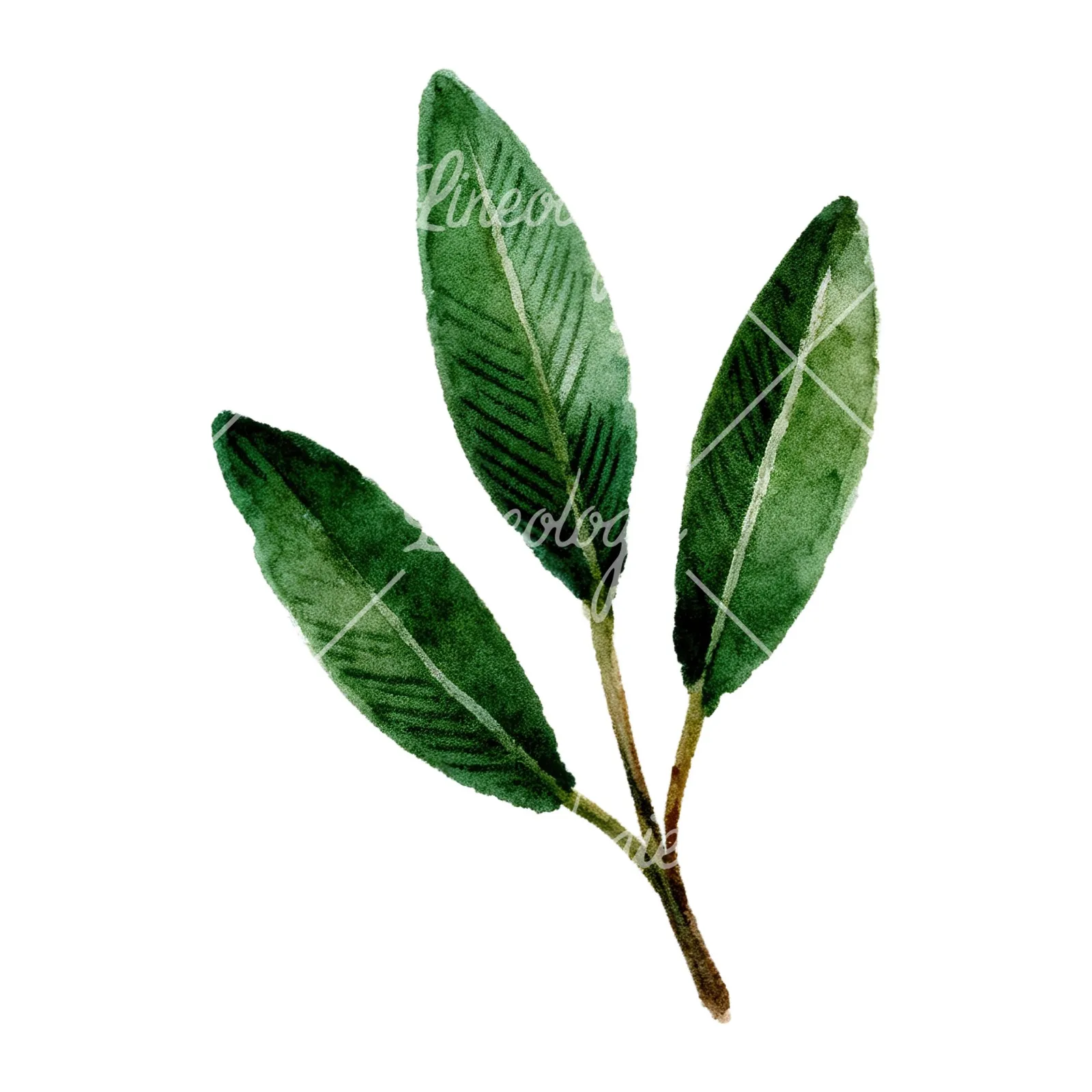 Watercolor dark green laurel leaves branch clipart 5 of 9 on a white background (JPG)