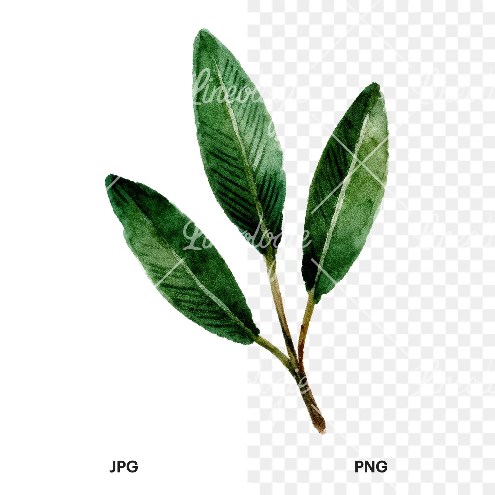 Watercolor dark green laurel leaves branch clipart 5 of 9, as a JPG on white and a transparent PNG