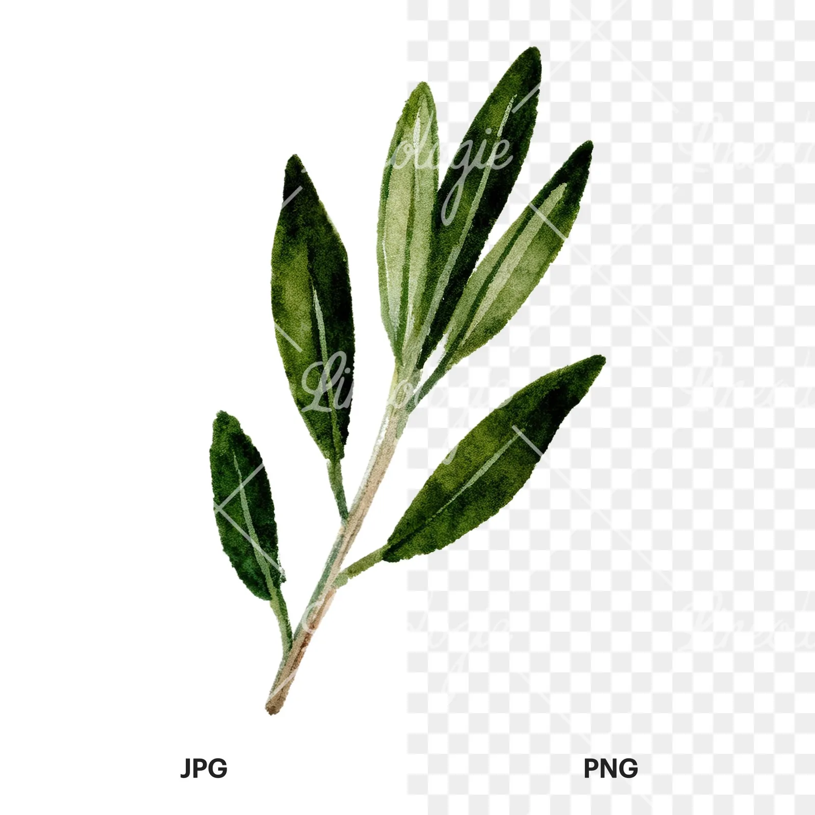 Watercolor dark green laurel leaves branch clipart 6 of 9, as a JPG on white and a transparent PNG