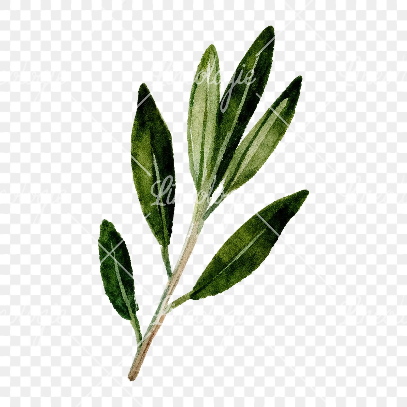 Watercolor dark green laurel leaves branch clipart 6 of 9 on a transparent background (PNG)