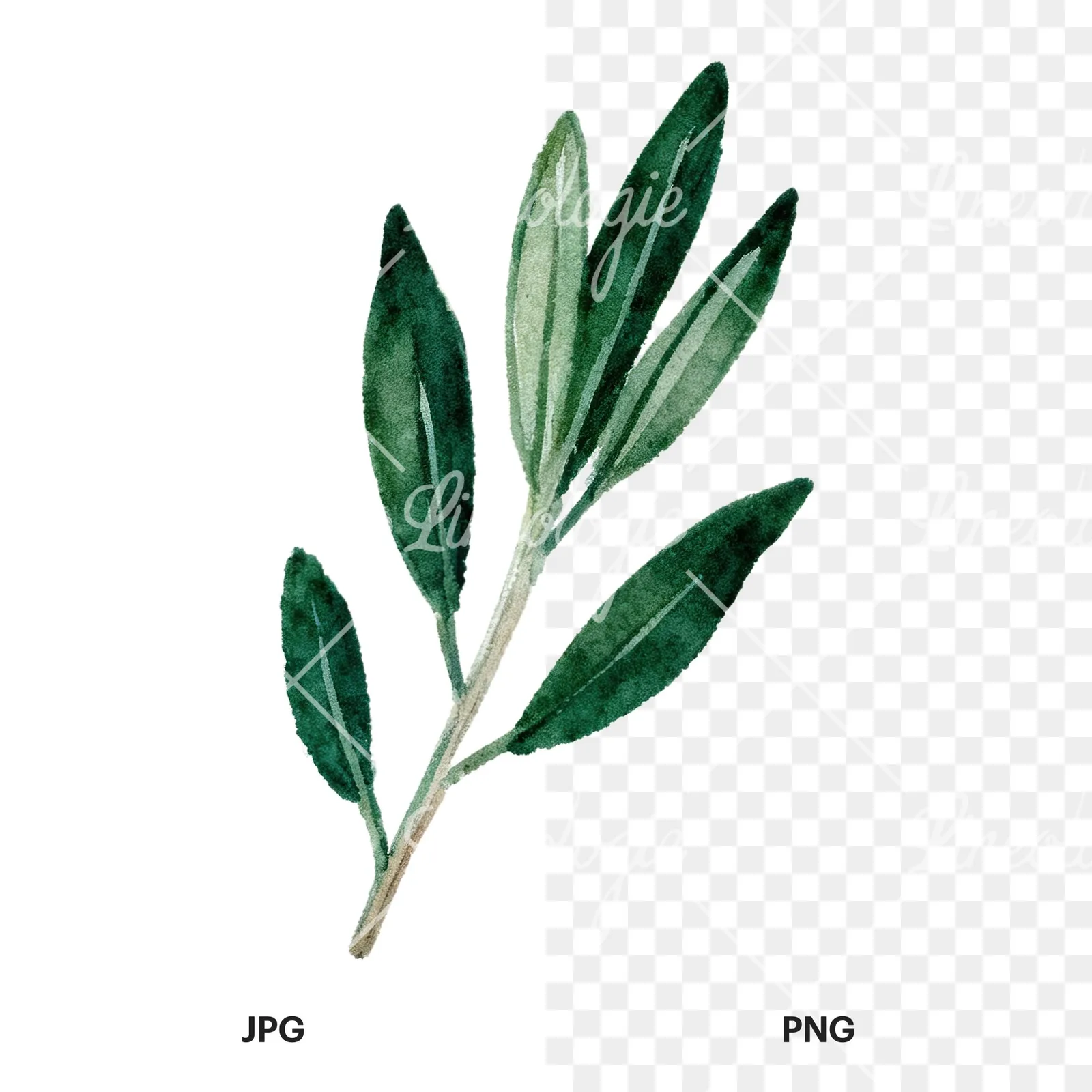Watercolor dark green laurel leaves branch clipart 7 of 9, as a JPG on white and a transparent PNG