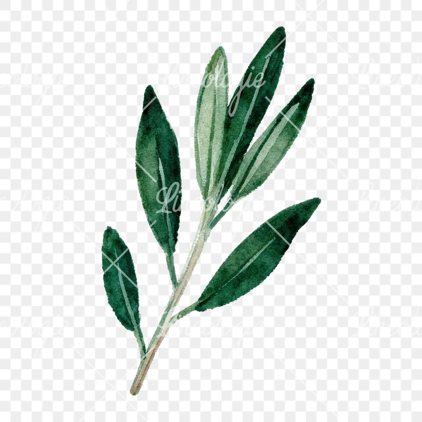 Watercolor dark green laurel leaves branch clipart 7 of 9 on a transparent background (PNG)