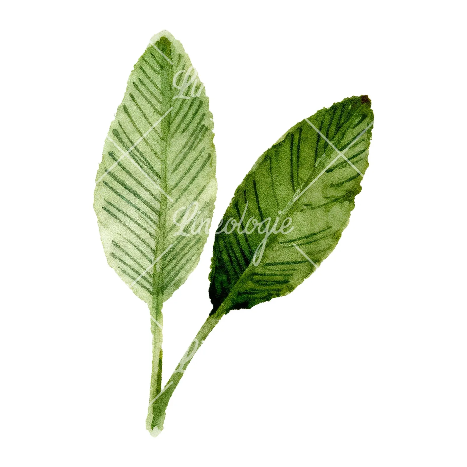 Watercolor dark green laurel leaves branch clipart 8 of 9 on a white background (JPG)