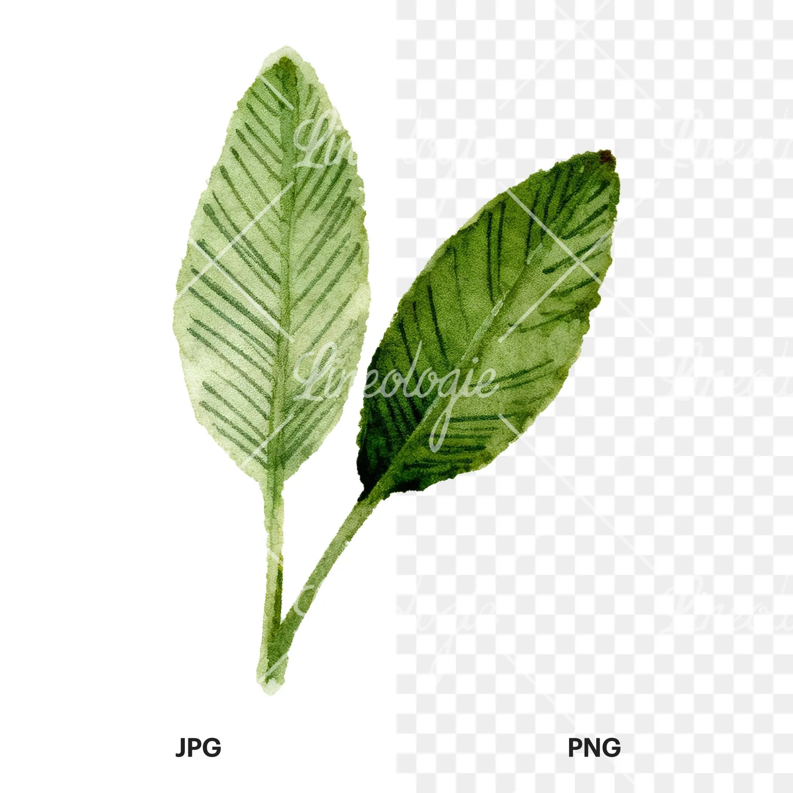 Watercolor dark green laurel leaves branch clipart 8 of 9, as a JPG on white and a transparent PNG