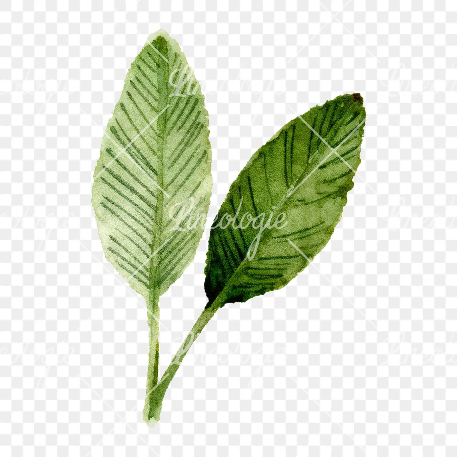 Watercolor dark green laurel leaves branch clipart 8 of 9 on a transparent background (PNG)