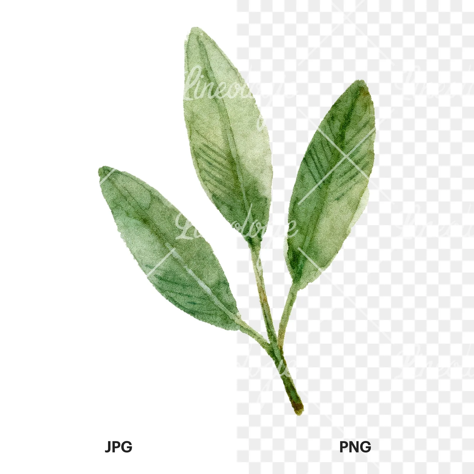 Watercolor dark green laurel leaves branch clipart 9 of 9, as a JPG on white and a transparent PNG
