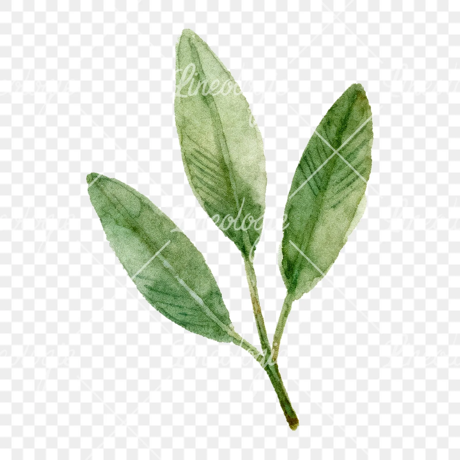 Watercolor dark green laurel leaves branch clipart 9 of 9 on a transparent background (PNG)