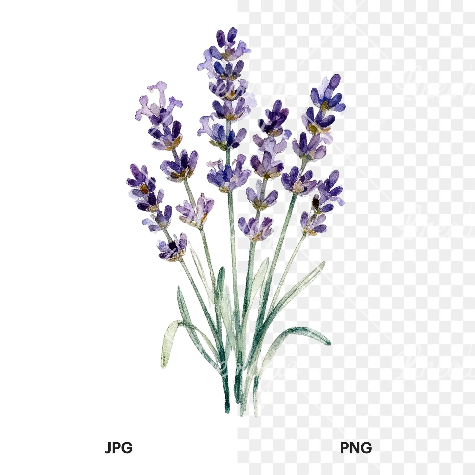 Watercolor lavender bouquet with lilac hues clipart 4 of 9, as a JPG on white and a transparent PNG