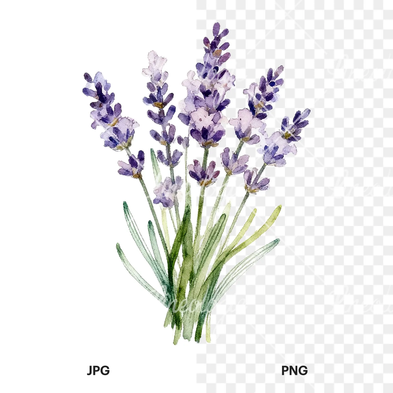 Watercolor lavender bouquet with lilac hues clipart 5 of 9, as a JPG on white and a transparent PNG