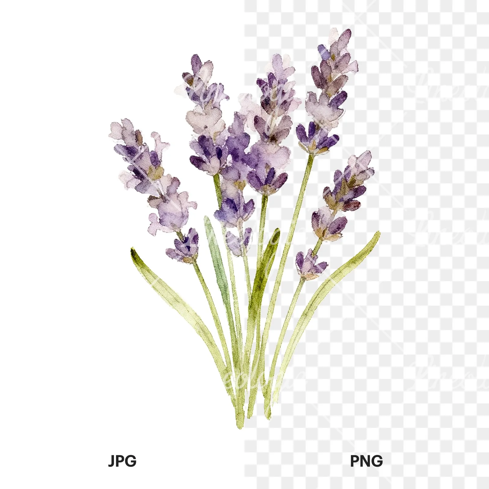 Watercolor lavender bouquet with lilac hues clipart 6 of 9, as a JPG on white and a transparent PNG
