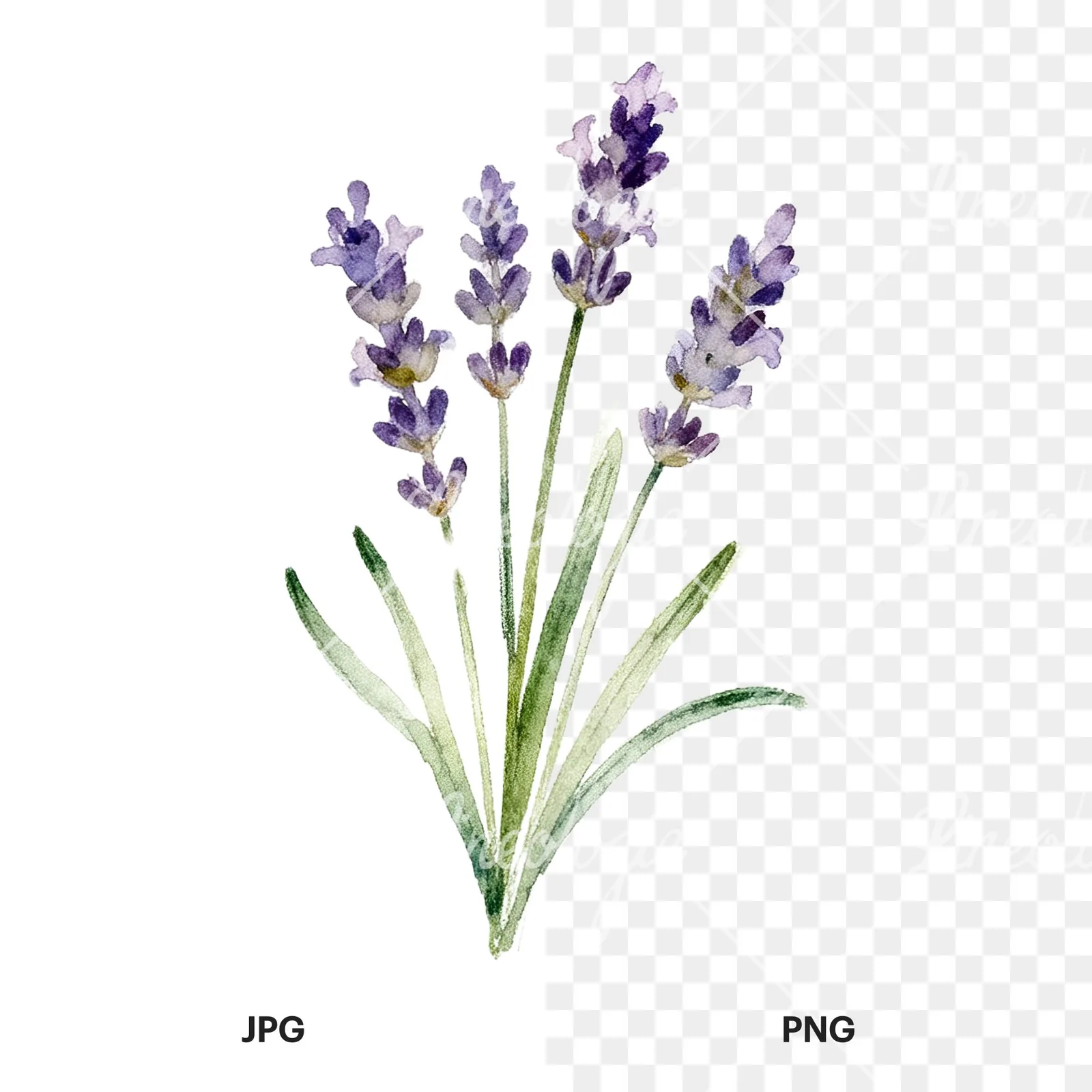 Watercolor lavender bouquet with lilac hues clipart 9 of 9, as a JPG on white and a transparent PNG