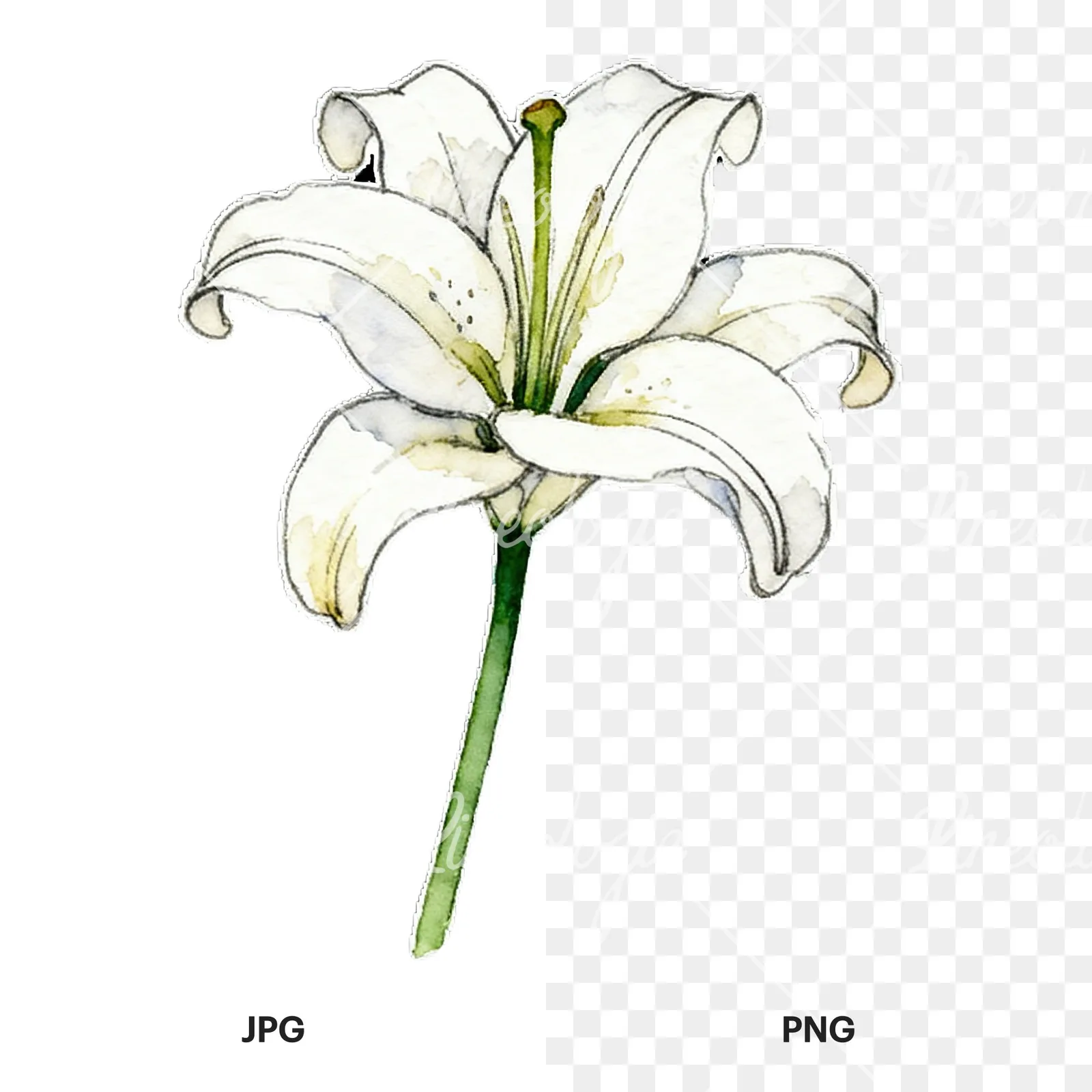 Watercolor lily flower clipart 1 of 9, as a JPG on white and a transparent PNG