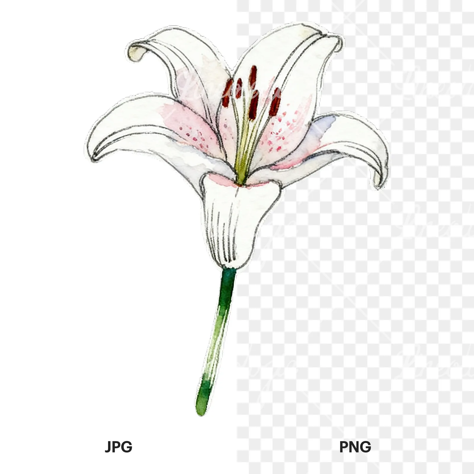 Watercolor lily flower clipart 2 of 9, as a JPG on white and a transparent PNG