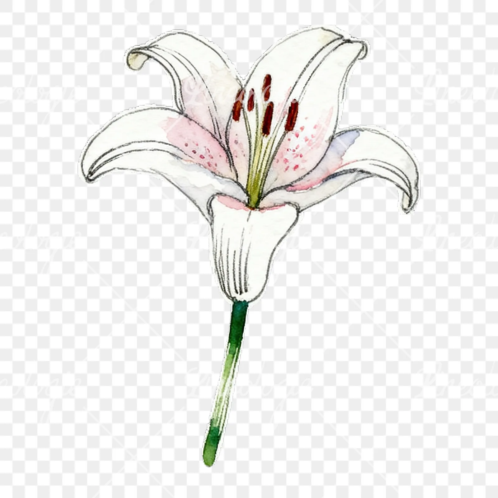 Watercolor lily flower clipart 2 of 9 on a transparent background (PNG)
