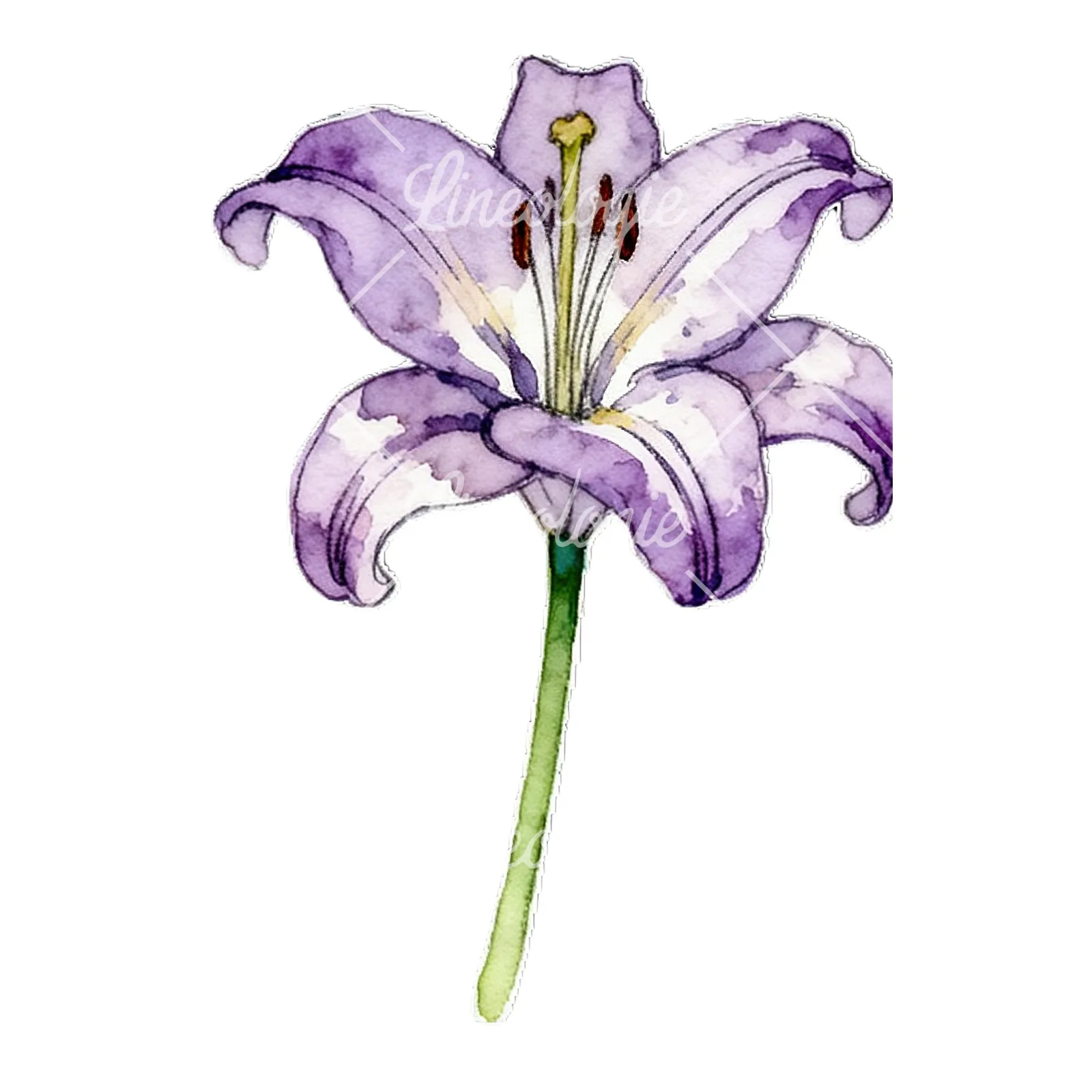 Watercolor lily flower clipart 3 of 9 on a white background (JPG)