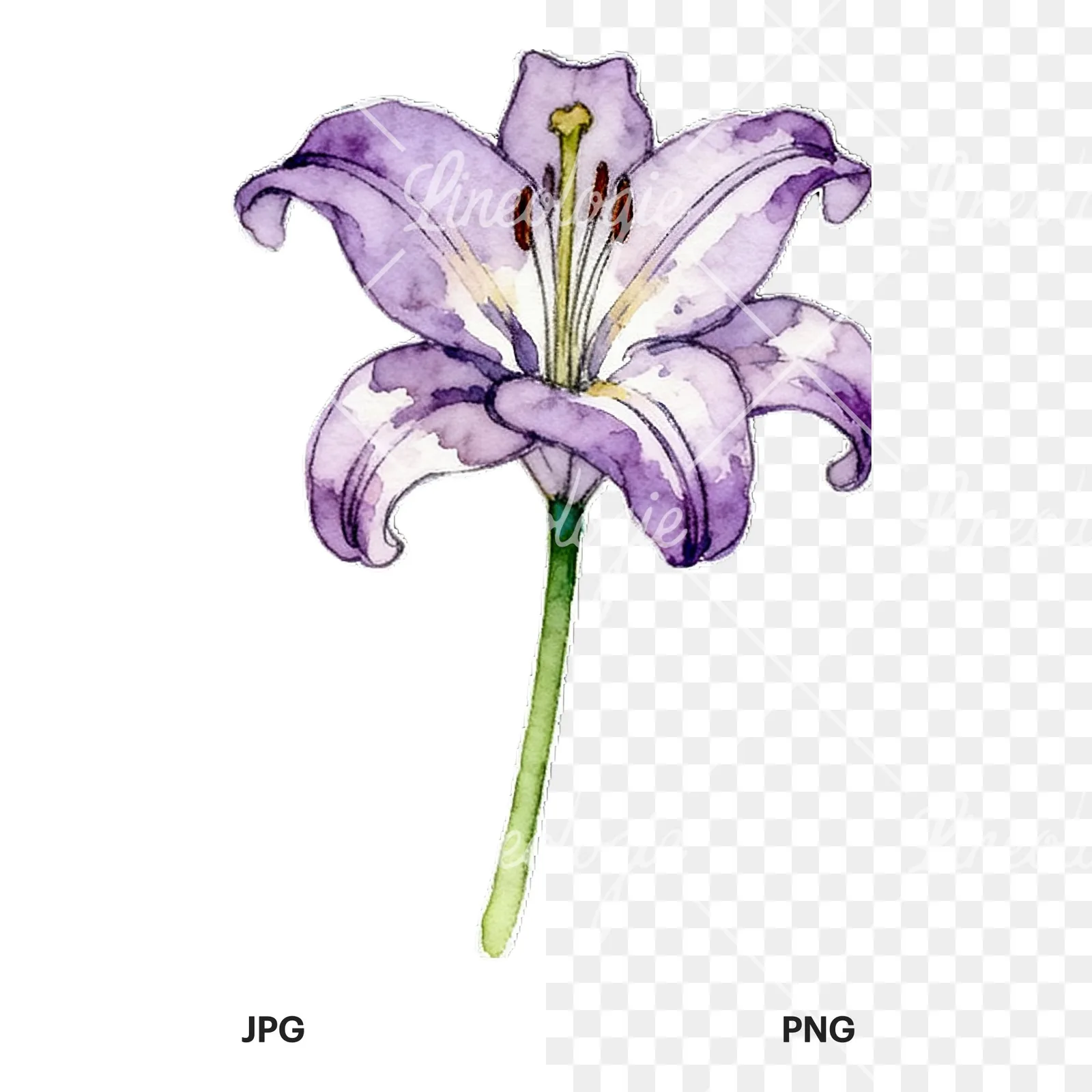 Watercolor lily flower clipart 3 of 9, as a JPG on white and a transparent PNG