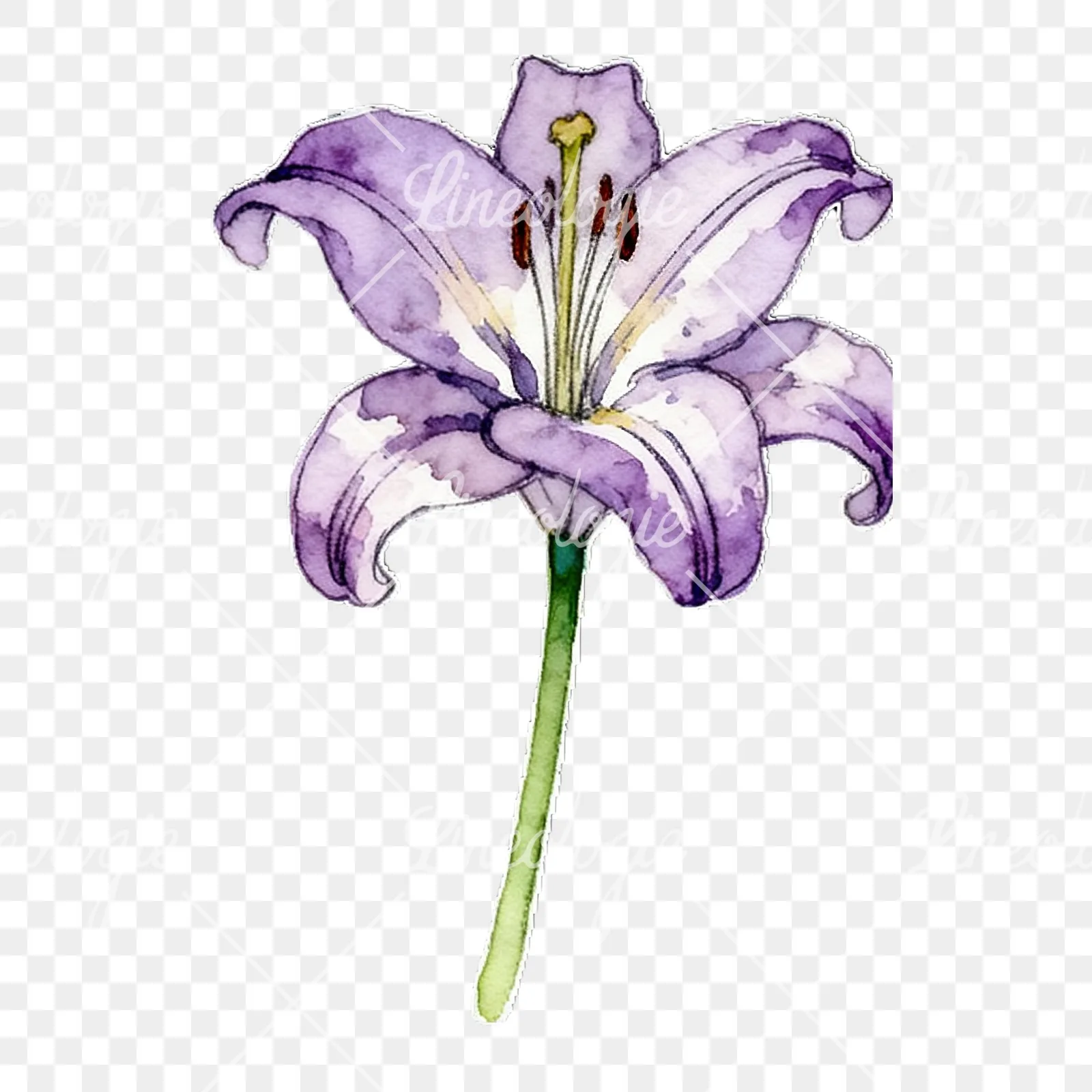 Watercolor lily flower clipart 3 of 9 on a transparent background (PNG)