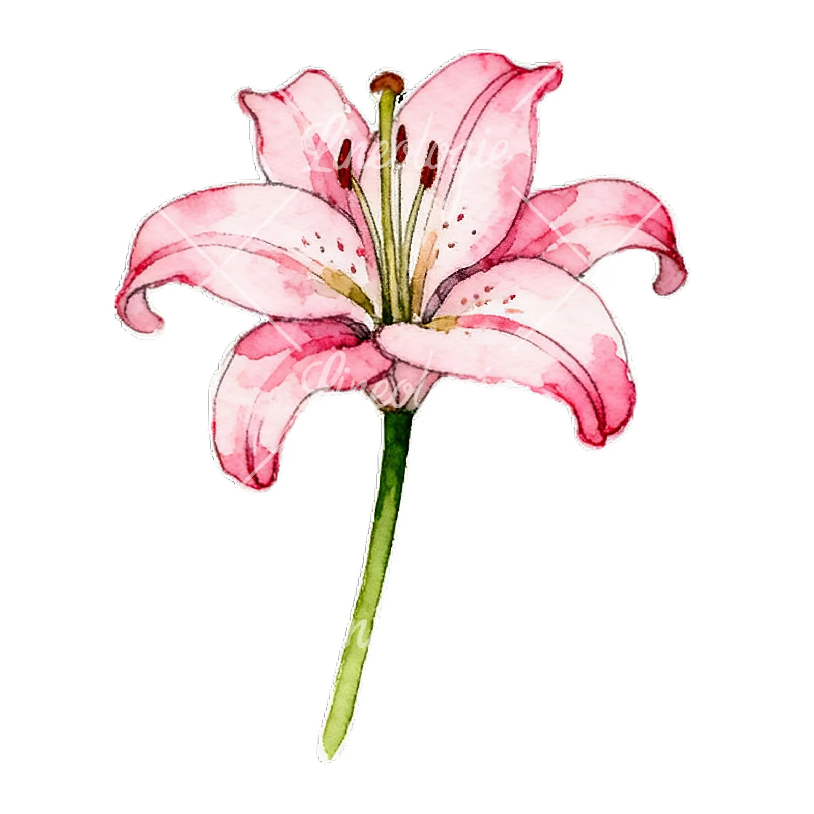 Watercolor lily flower clipart 4 of 9 on a white background (JPG)