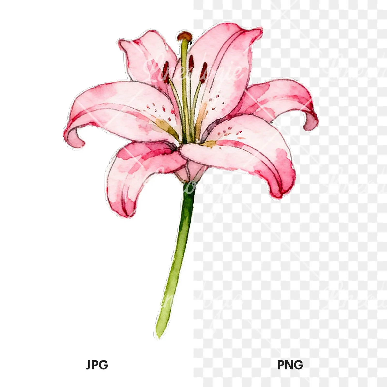 Watercolor lily flower clipart 4 of 9, as a JPG on white and a transparent PNG