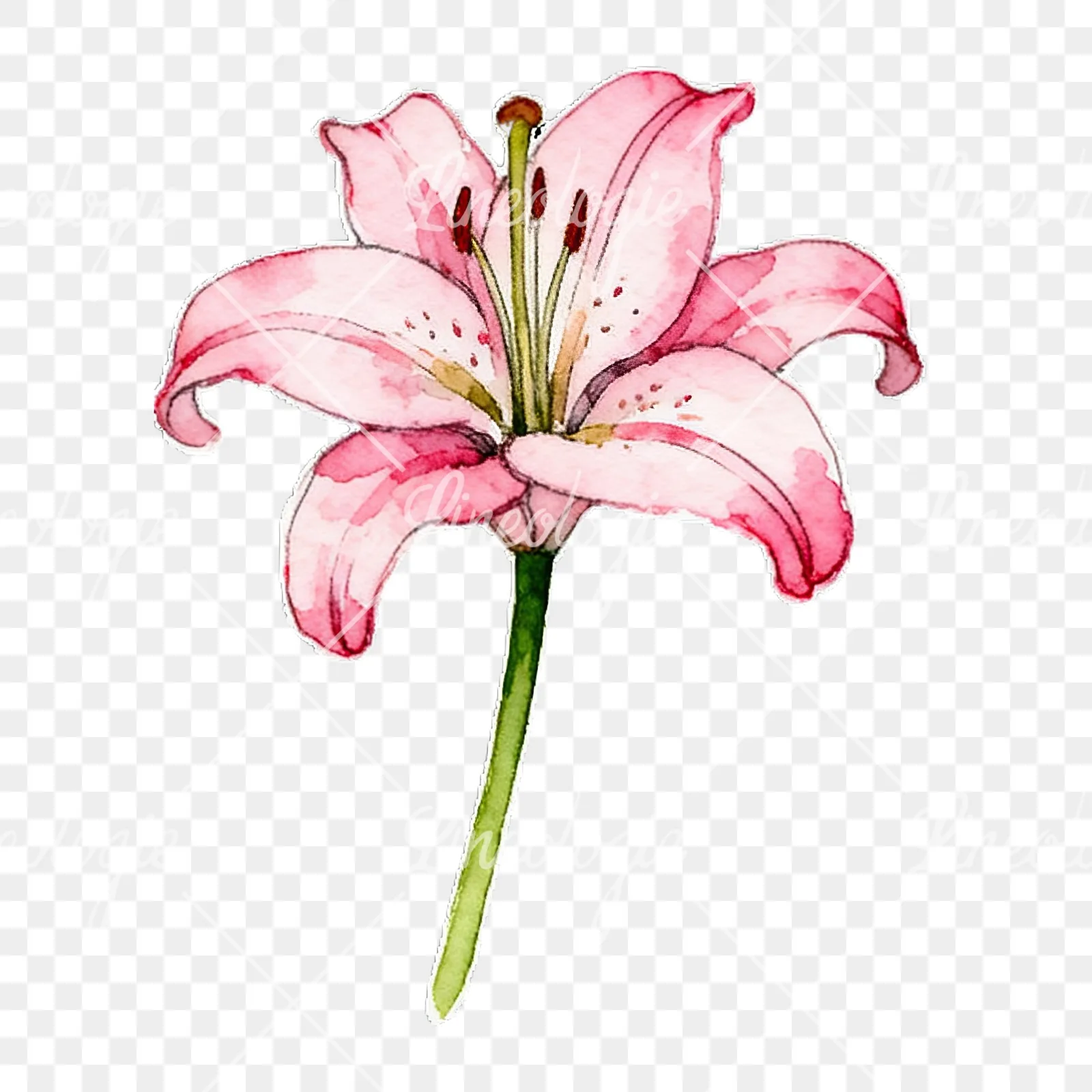 Watercolor lily flower clipart 4 of 9 on a transparent background (PNG)