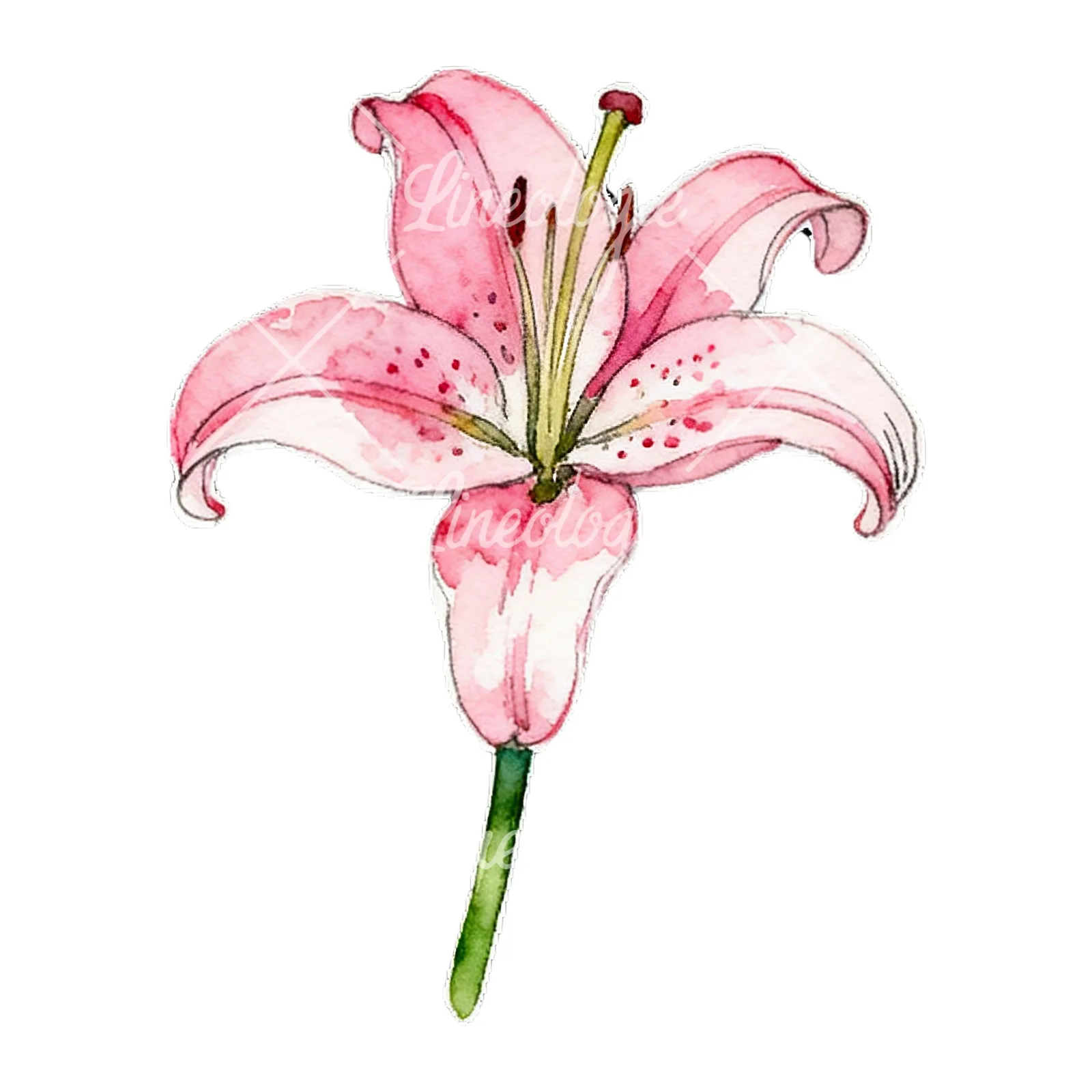 Watercolor lily flower clipart 5 of 9 on a white background (JPG)