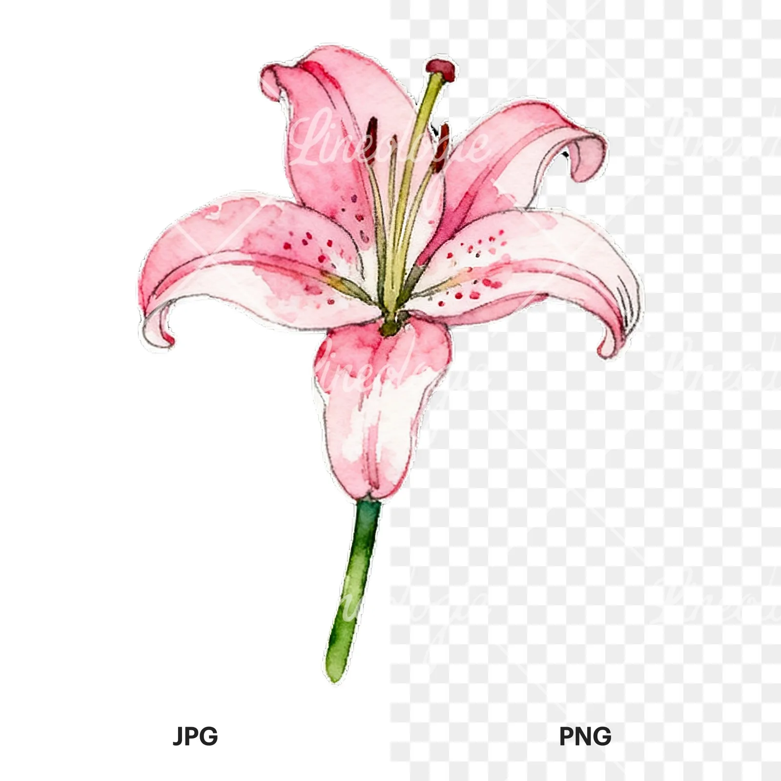 Watercolor lily flower clipart 5 of 9, as a JPG on white and a transparent PNG