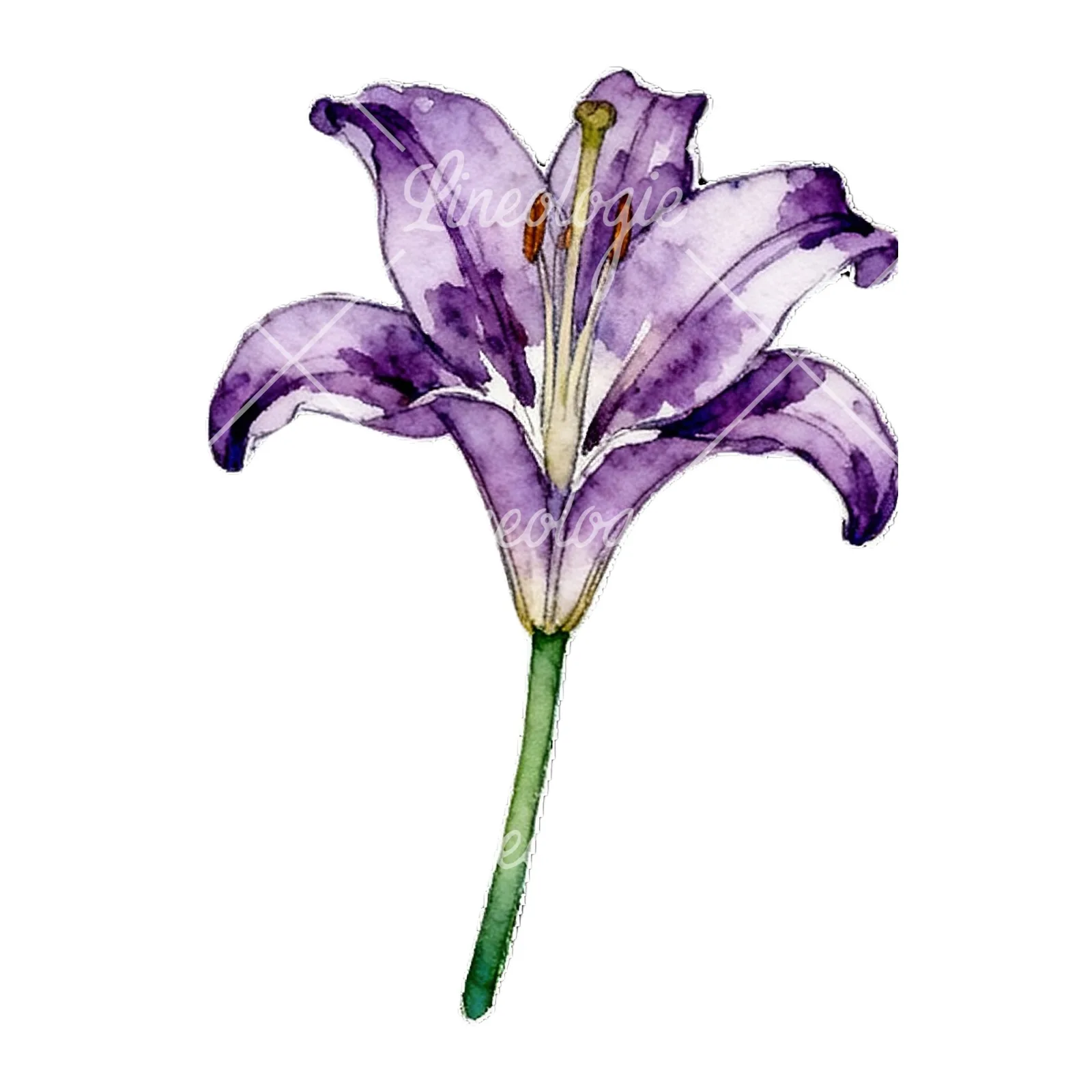 Watercolor lily flower clipart 6 of 9 on a white background (JPG)