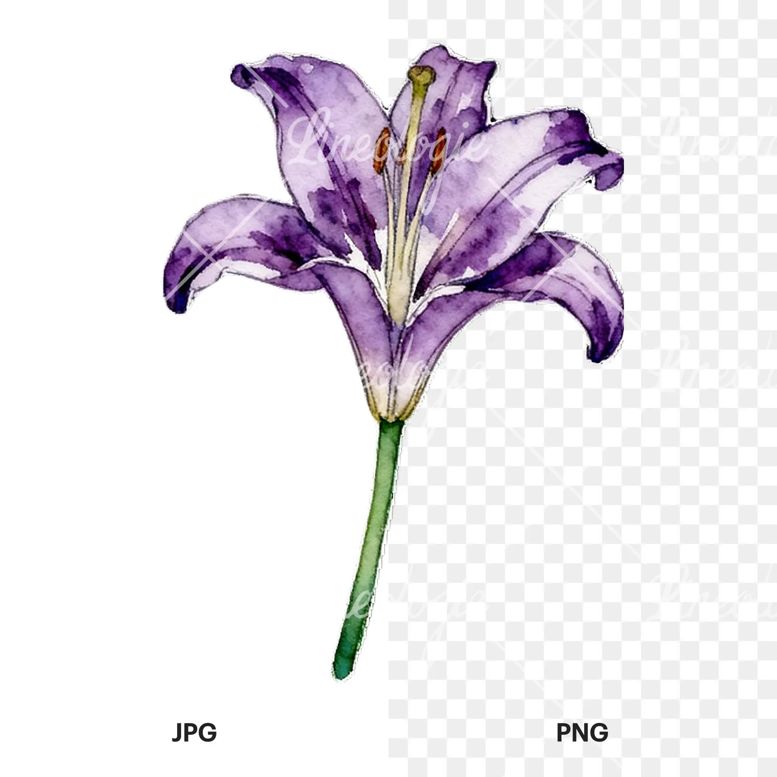 Watercolor lily flower clipart 6 of 9, as a JPG on white and a transparent PNG