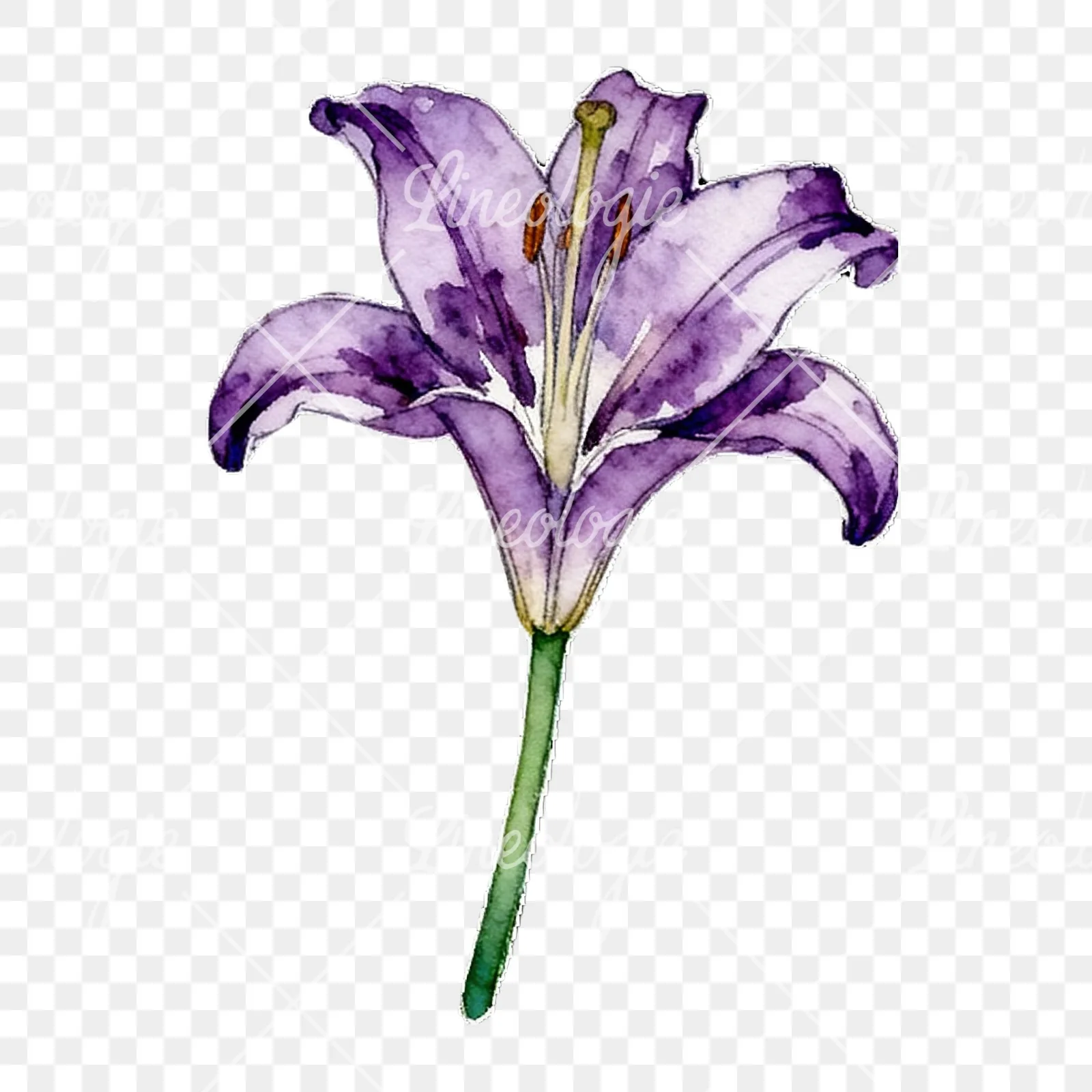 Watercolor lily flower clipart 6 of 9 on a transparent background (PNG)