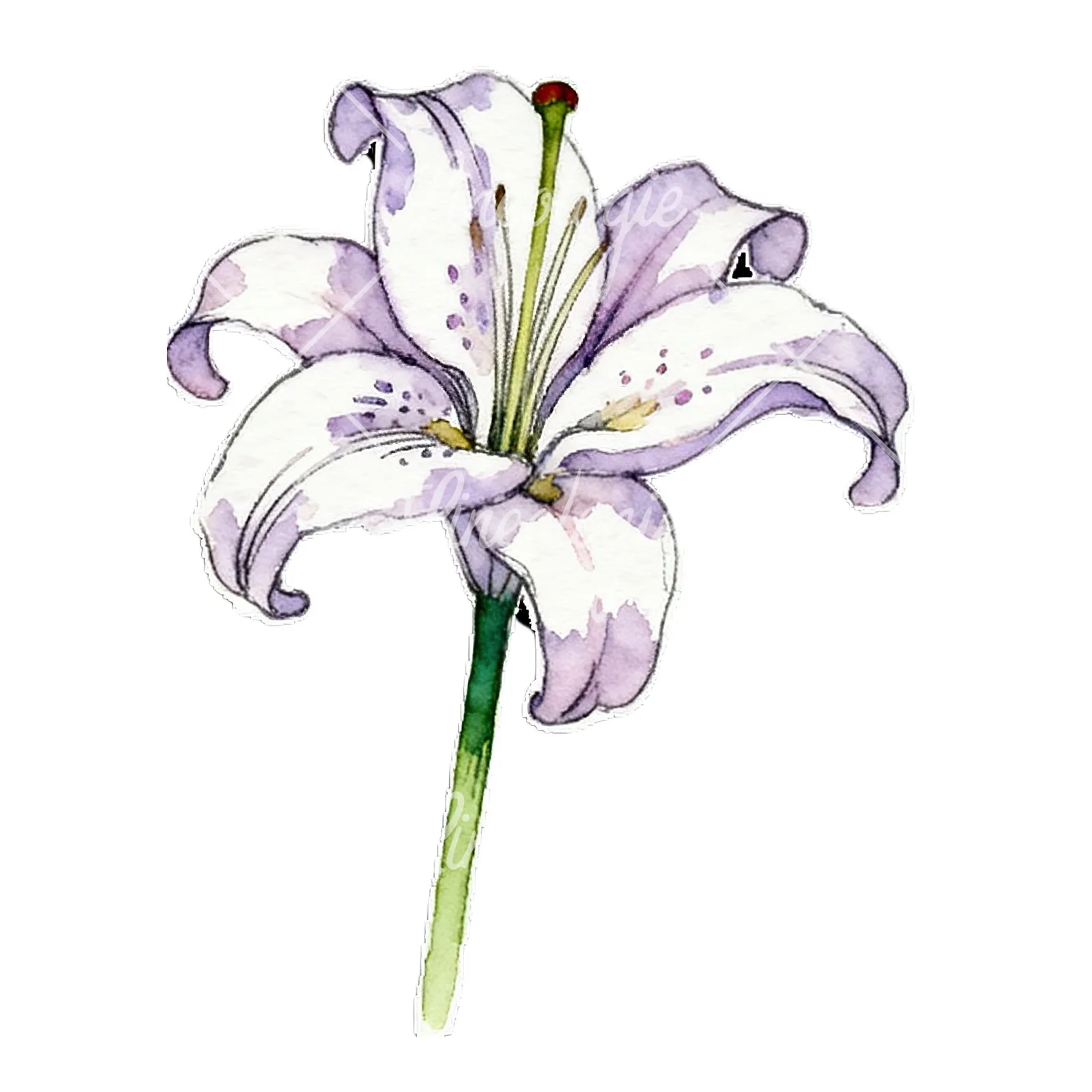 Watercolor lily flower clipart 7 of 9 on a white background (JPG)