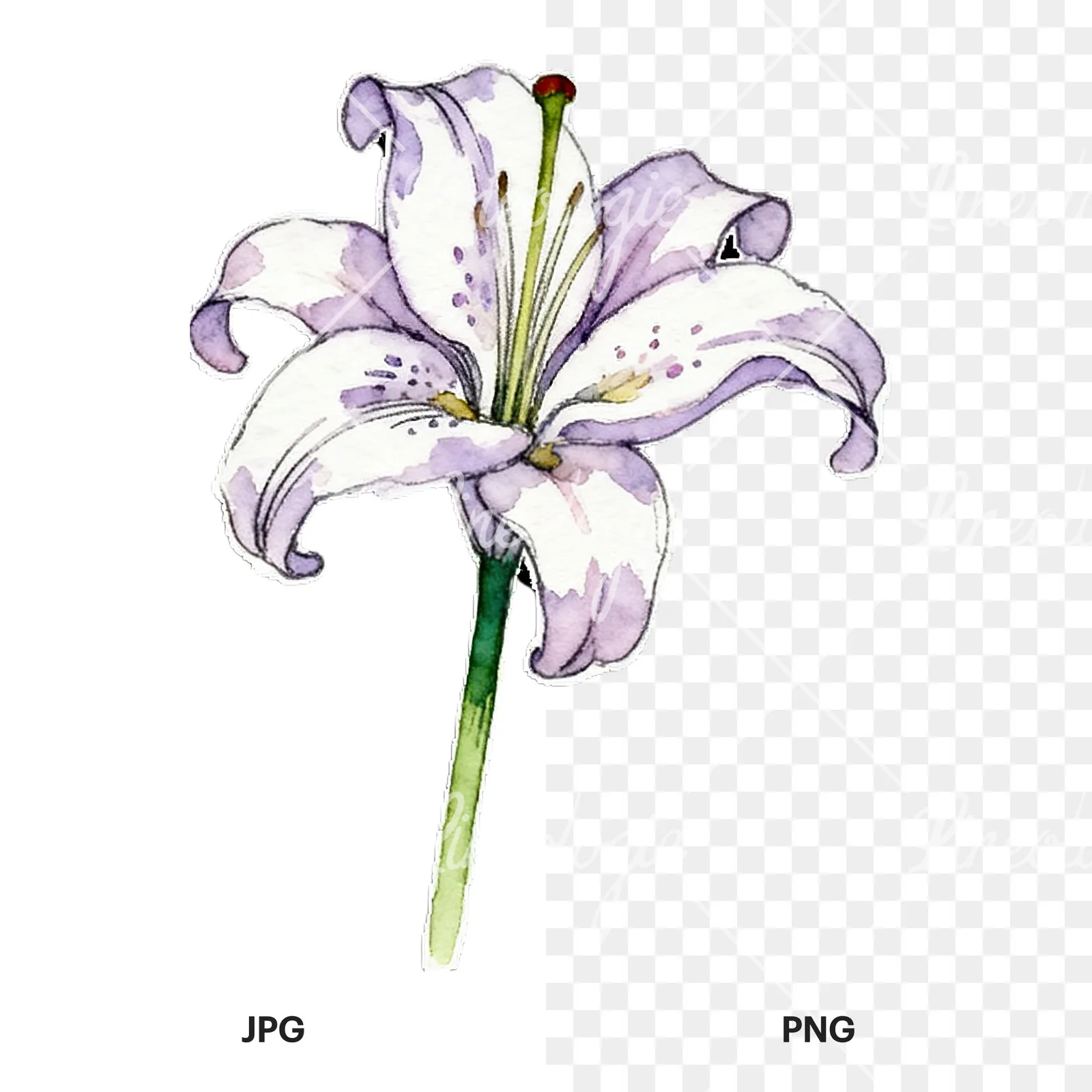 Watercolor lily flower clipart 7 of 9, as a JPG on white and a transparent PNG