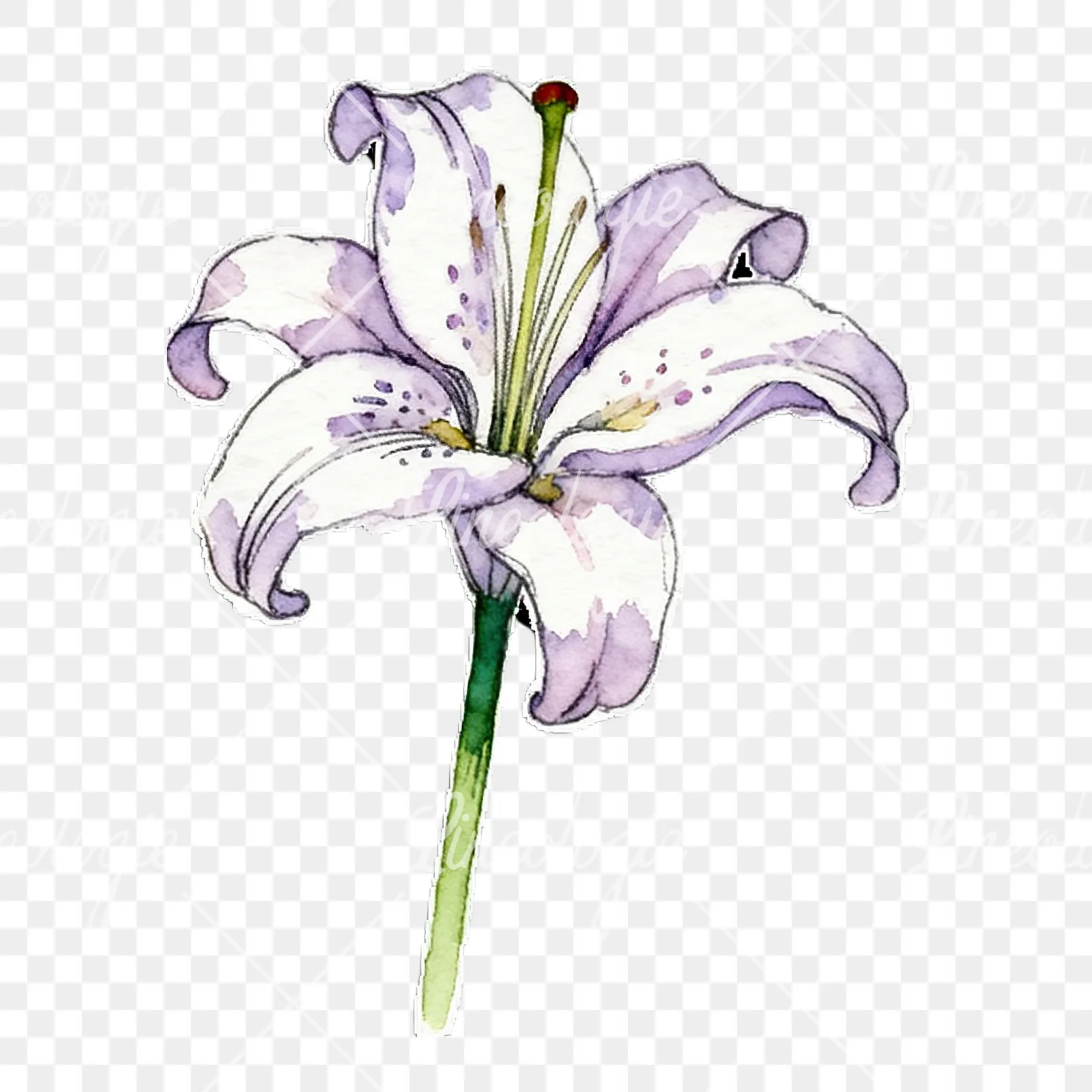 Watercolor lily flower clipart 7 of 9 on a transparent background (PNG)