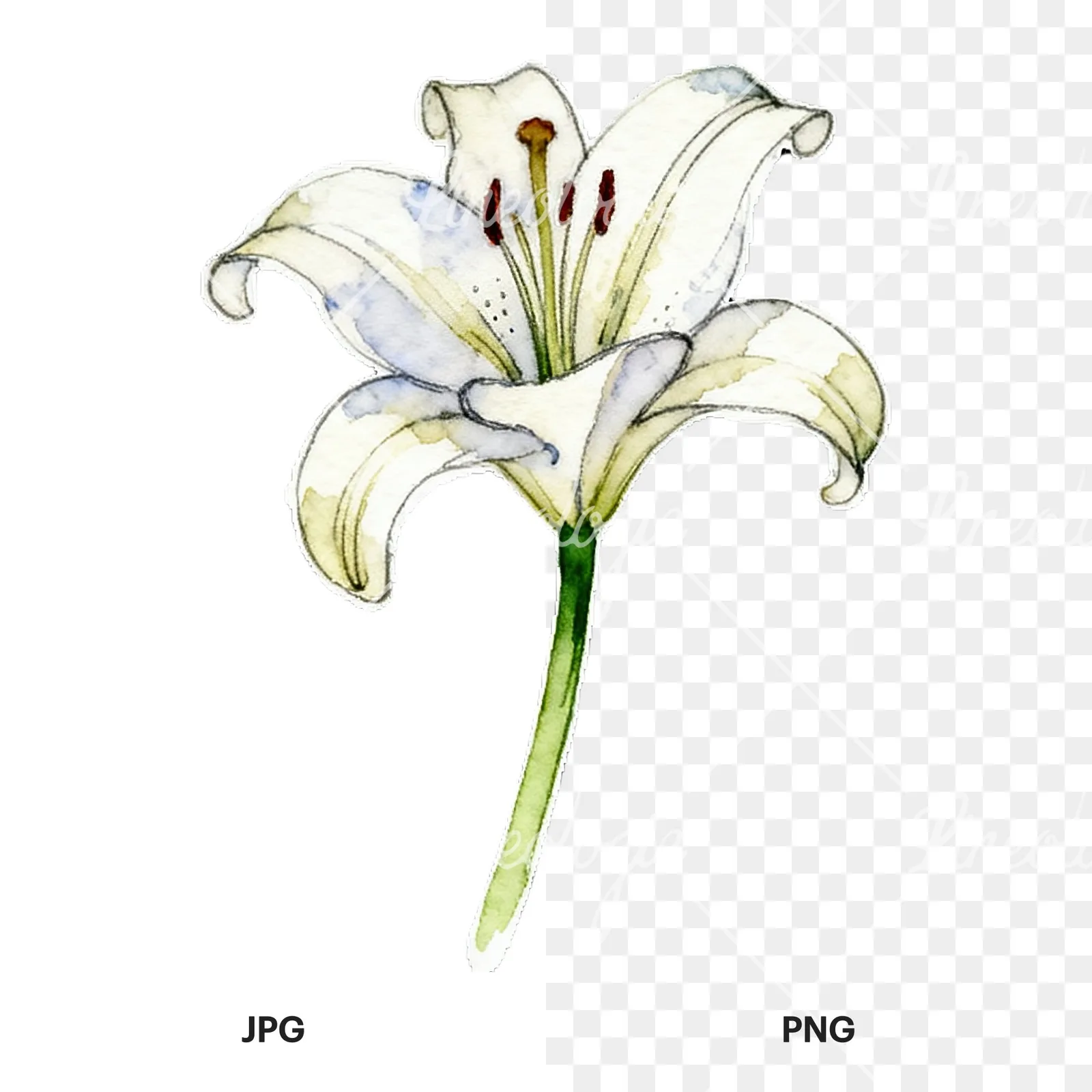 Watercolor lily flower clipart 8 of 9, as a JPG on white and a transparent PNG