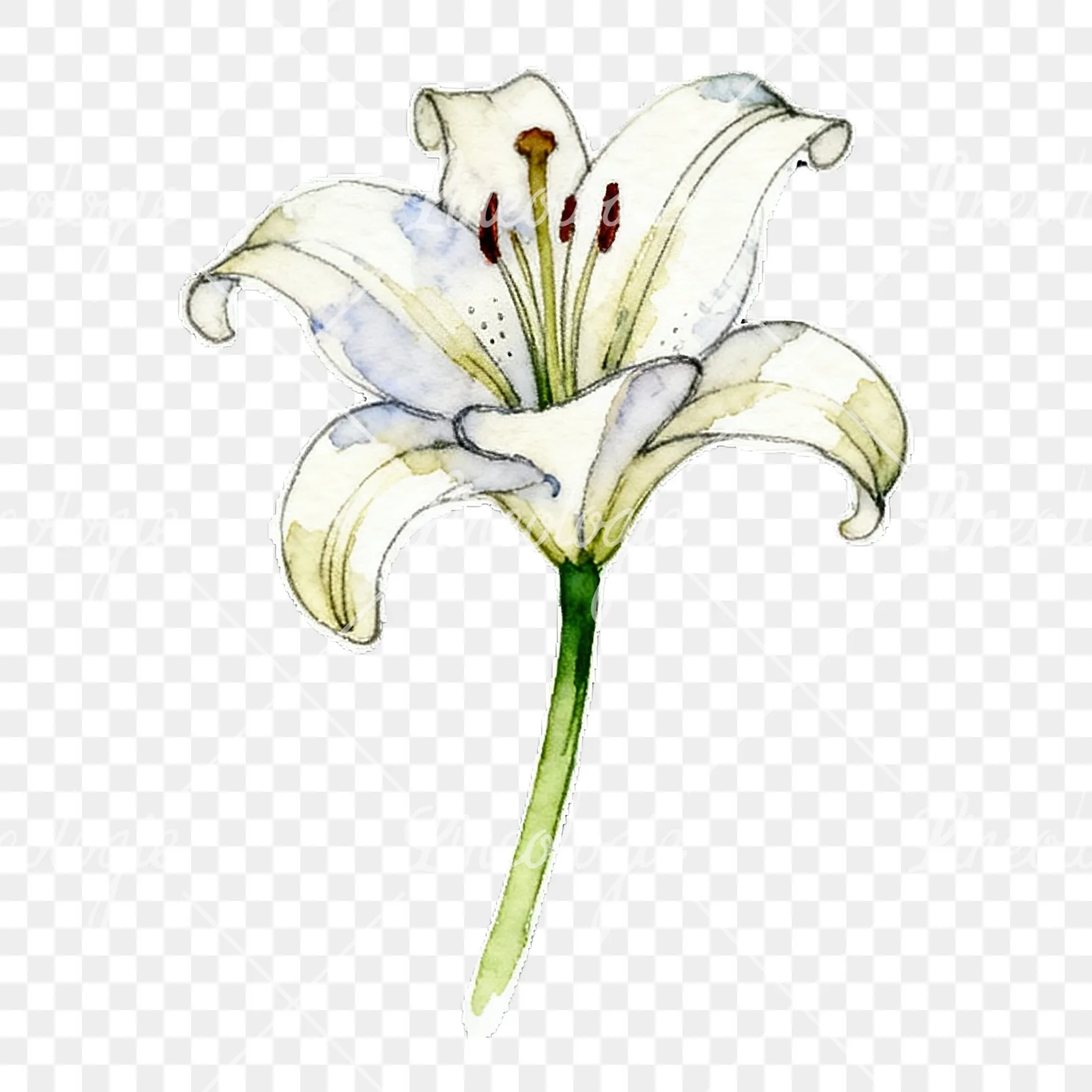 Watercolor lily flower clipart 8 of 9 on a transparent background (PNG)