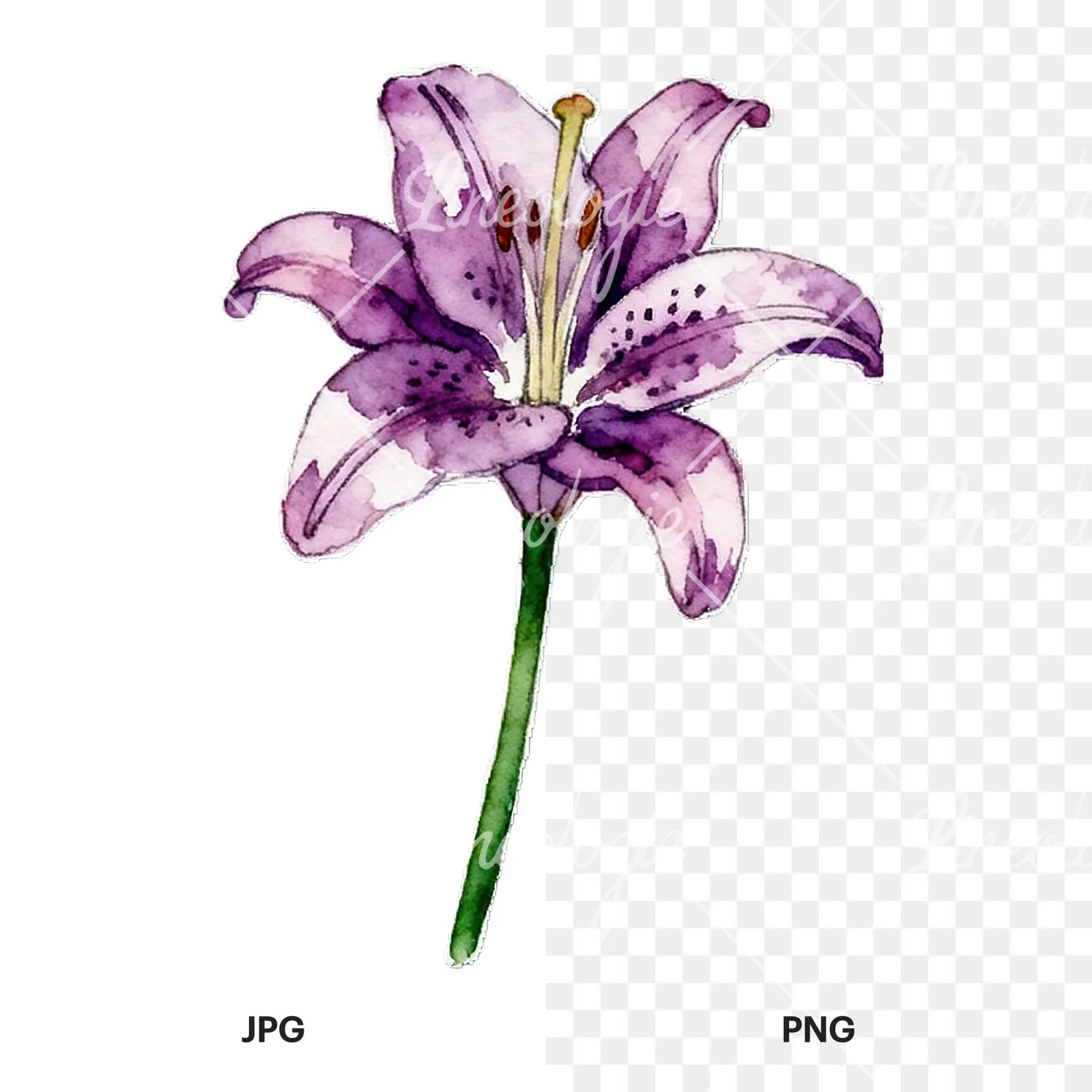 Watercolor lily flower clipart 9 of 9, as a JPG on white and a transparent PNG