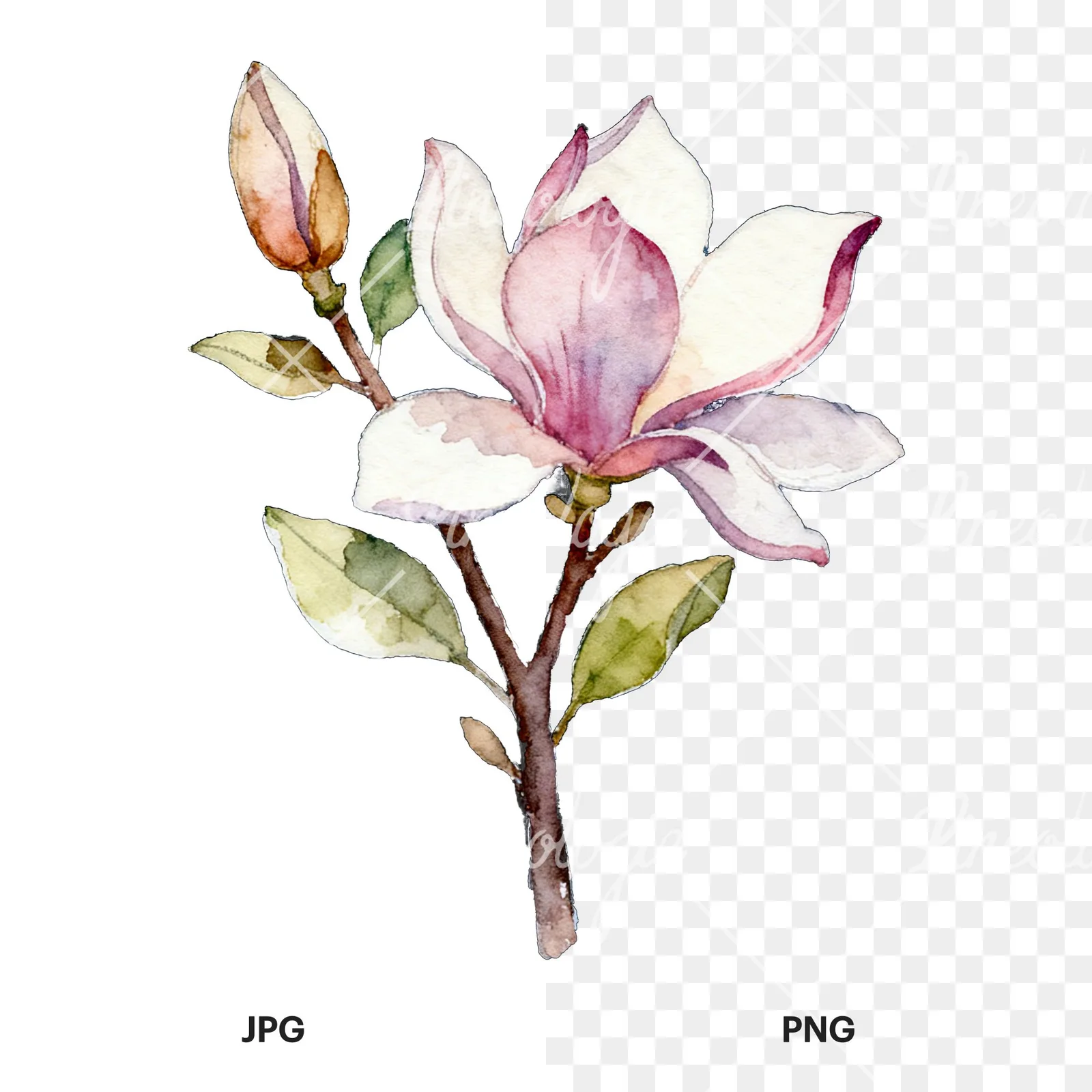 Watercolor purple and white magnolia bouquet clipart 1 of 9, as a JPG on white and a transparent PNG